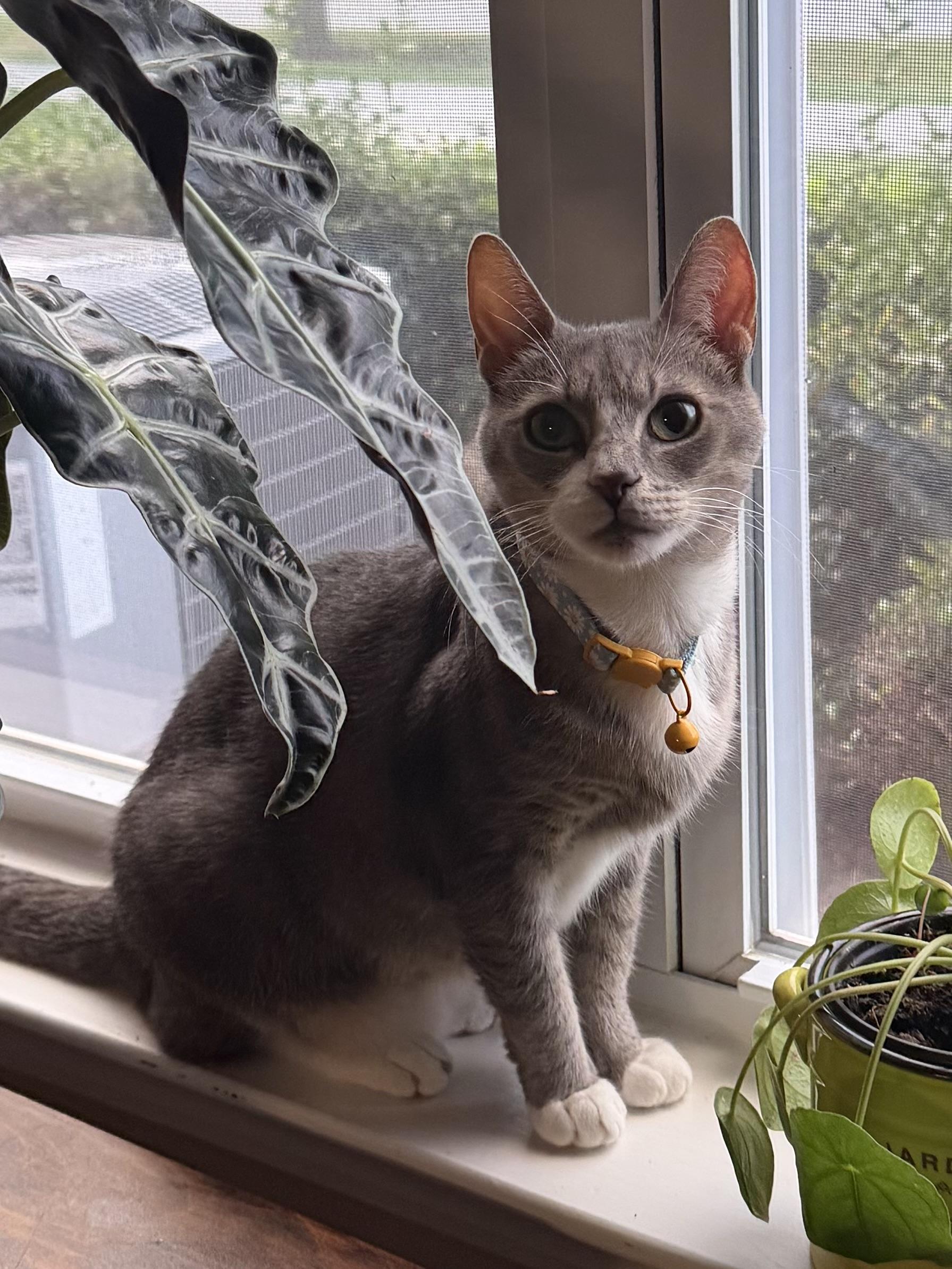 Enlarge Mamacita, a Adoptable Domestic Short Hair in Blacksburg, VA image 3/5