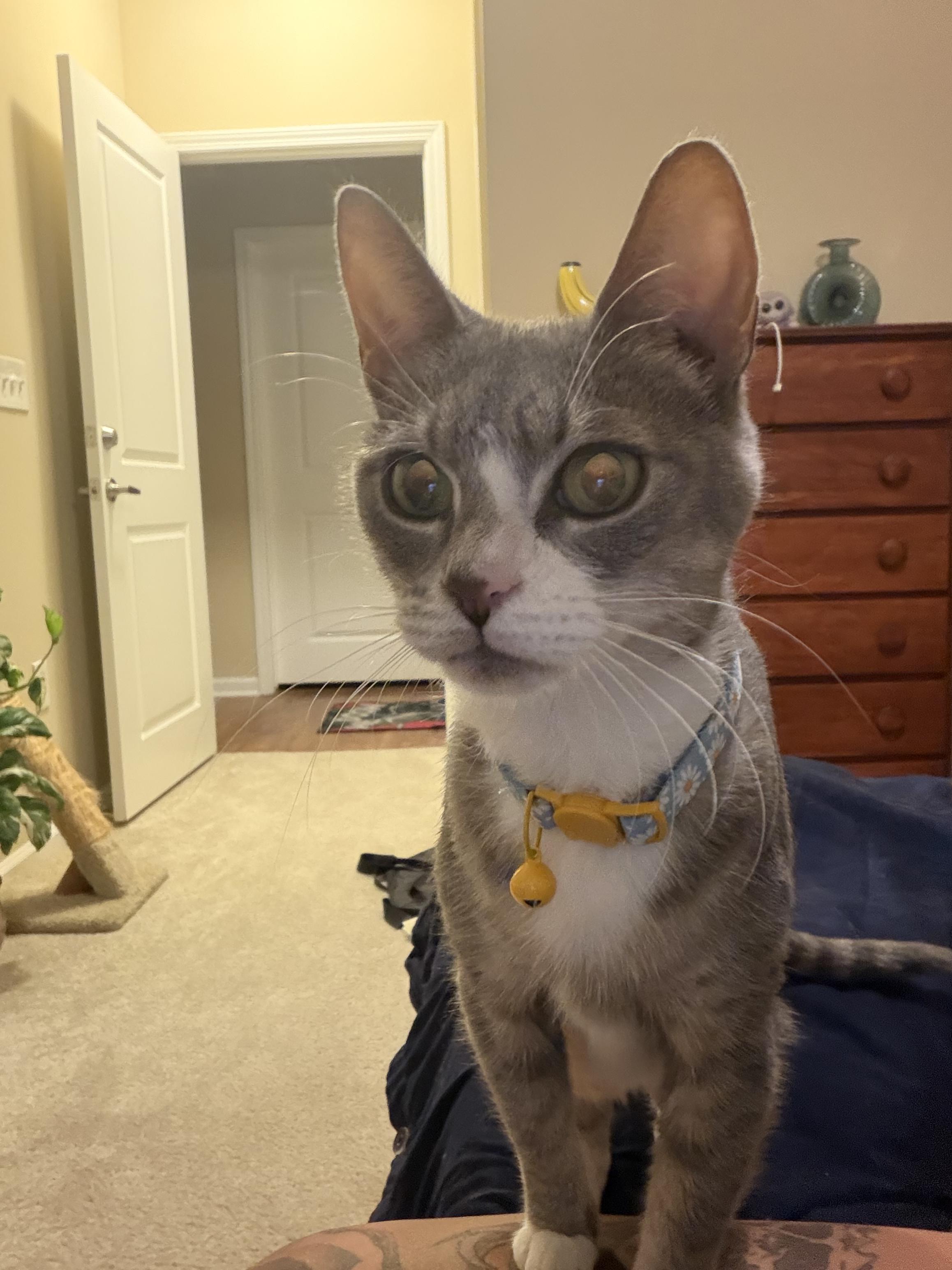 Enlarge Mamacita, a Adoptable Domestic Short Hair in Blacksburg, VA image 4/5