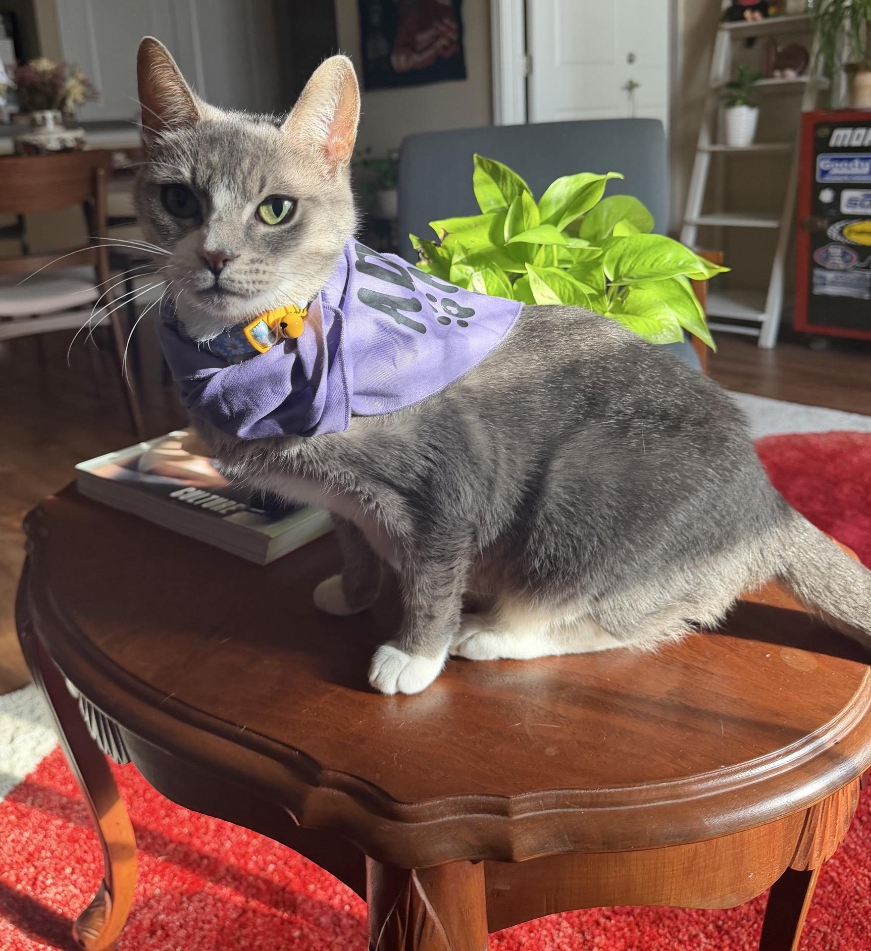 Enlarge Mamacita, a Adoptable Domestic Short Hair in Blacksburg, VA image 1/5