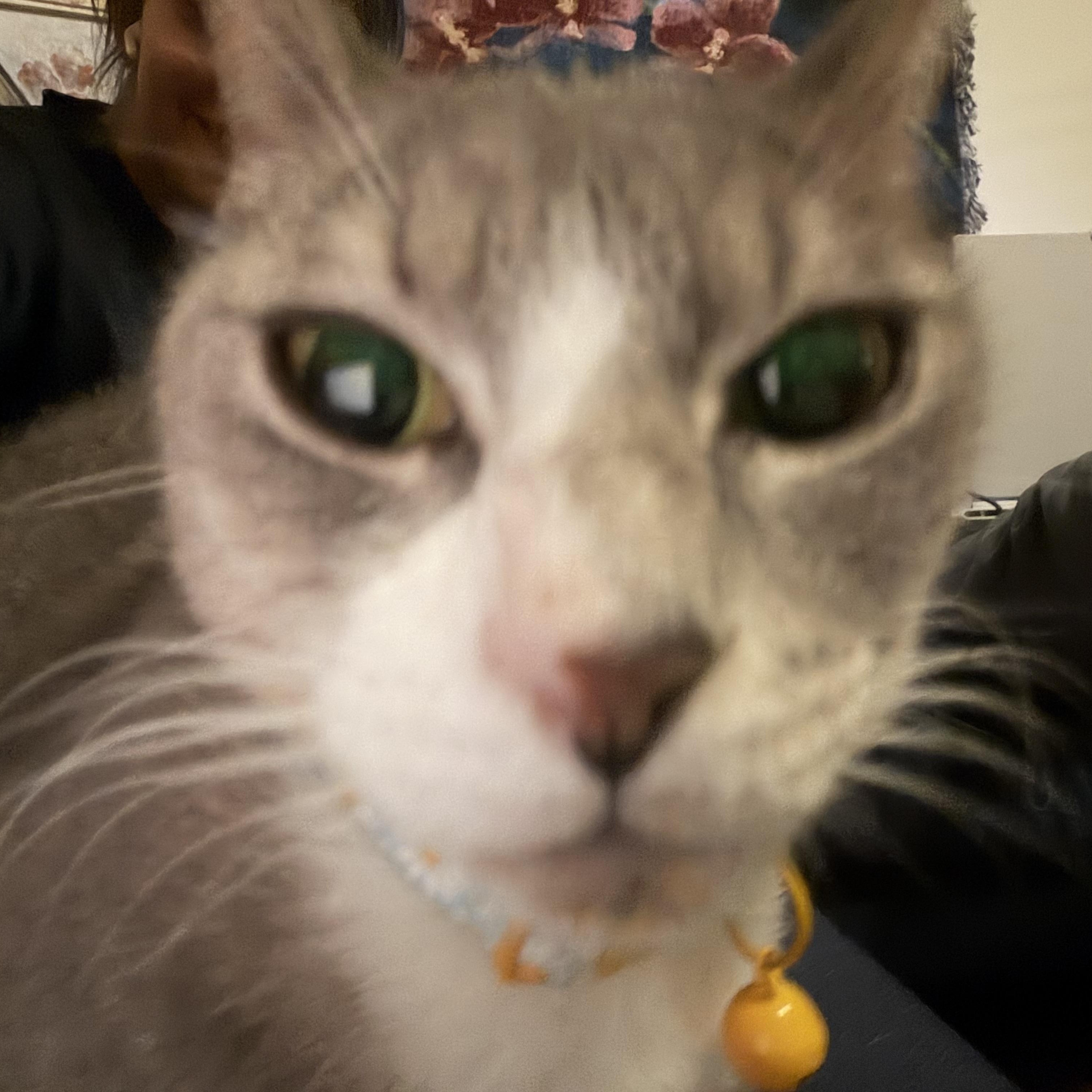 Enlarge Mamacita, a Adoptable Domestic Short Hair in Blacksburg, VA image 5/5