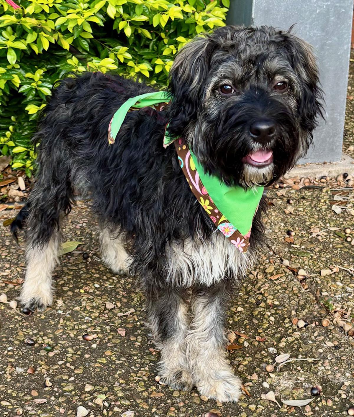 Wonderful WAYLON - The Perfect Shaggy Dog!, ADOPTABLE, Young Male Terrier.