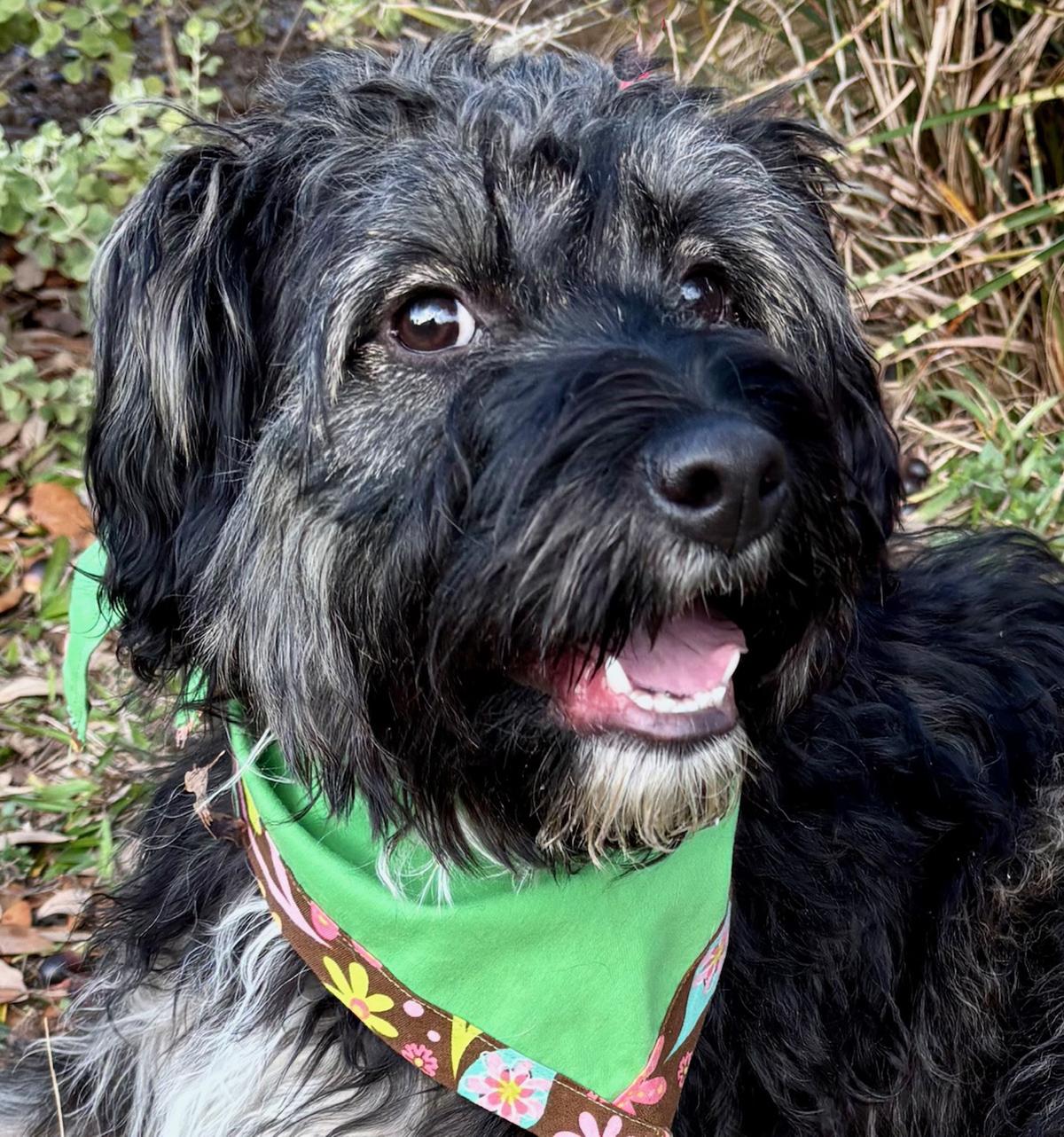 Enlarge Wonderful WAYLON - The Perfect Shaggy Dog!, a ADOPTABLE mixed breed in Groton, CT image 2/6