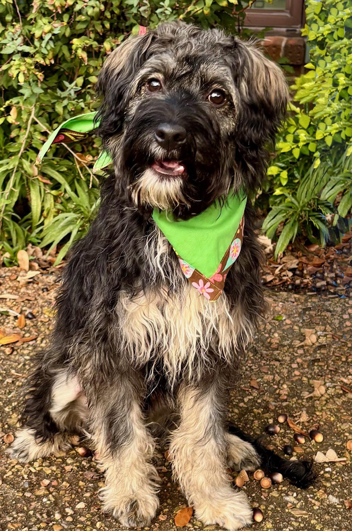Enlarge Wonderful WAYLON - The Perfect Shaggy Dog!, a ADOPTABLE mixed breed in Groton, CT image 3/6