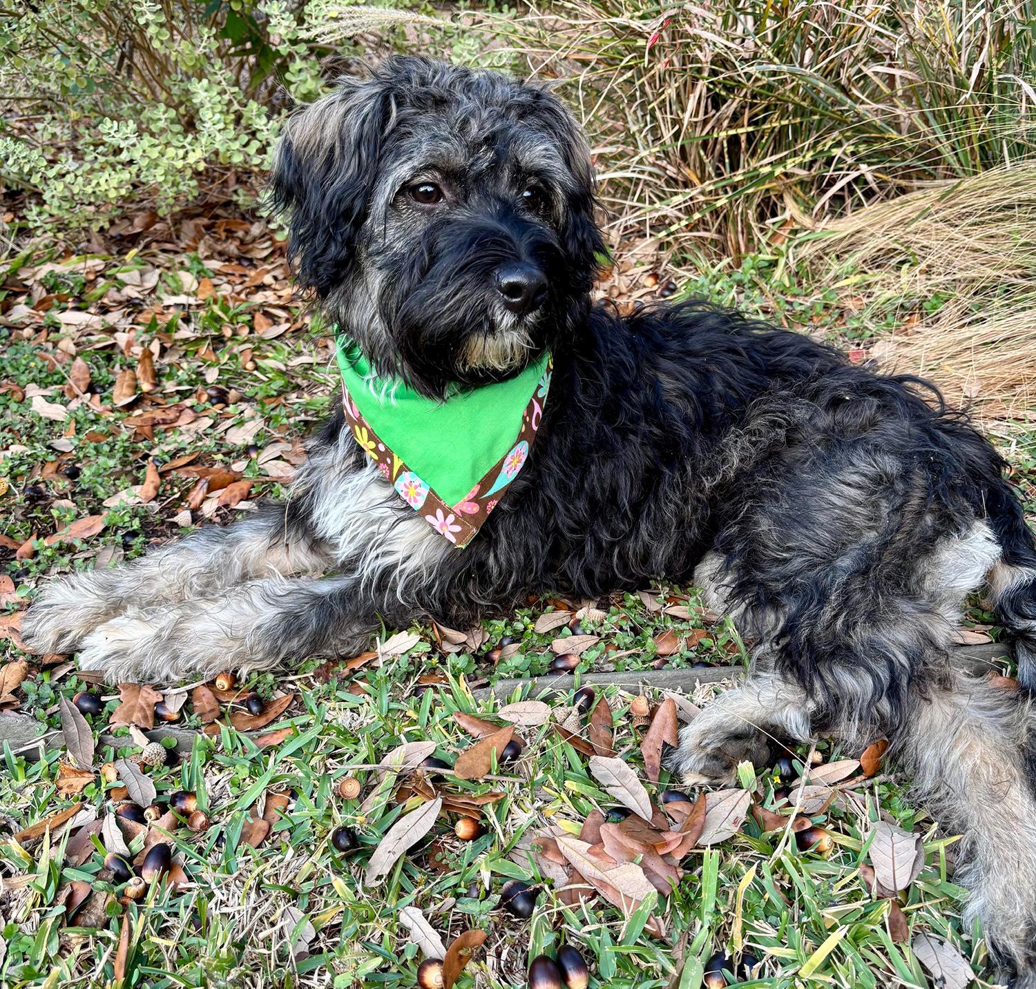 Enlarge Wonderful WAYLON - The Perfect Shaggy Dog!, a ADOPTABLE mixed breed in Groton, CT image 4/6