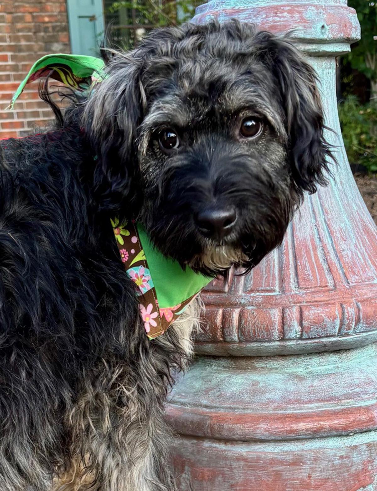 Enlarge Wonderful WAYLON - The Perfect Shaggy Dog!, a ADOPTABLE mixed breed in Groton, CT image 5/6
