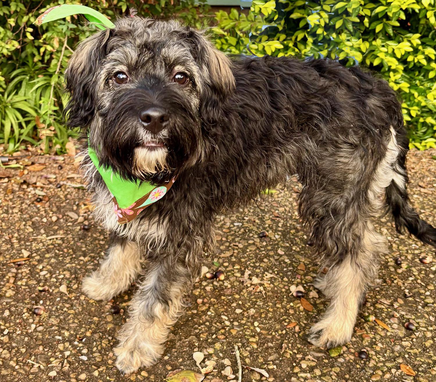 Enlarge Wonderful WAYLON - The Perfect Shaggy Dog!, a ADOPTABLE mixed breed in Groton, CT image 6/6