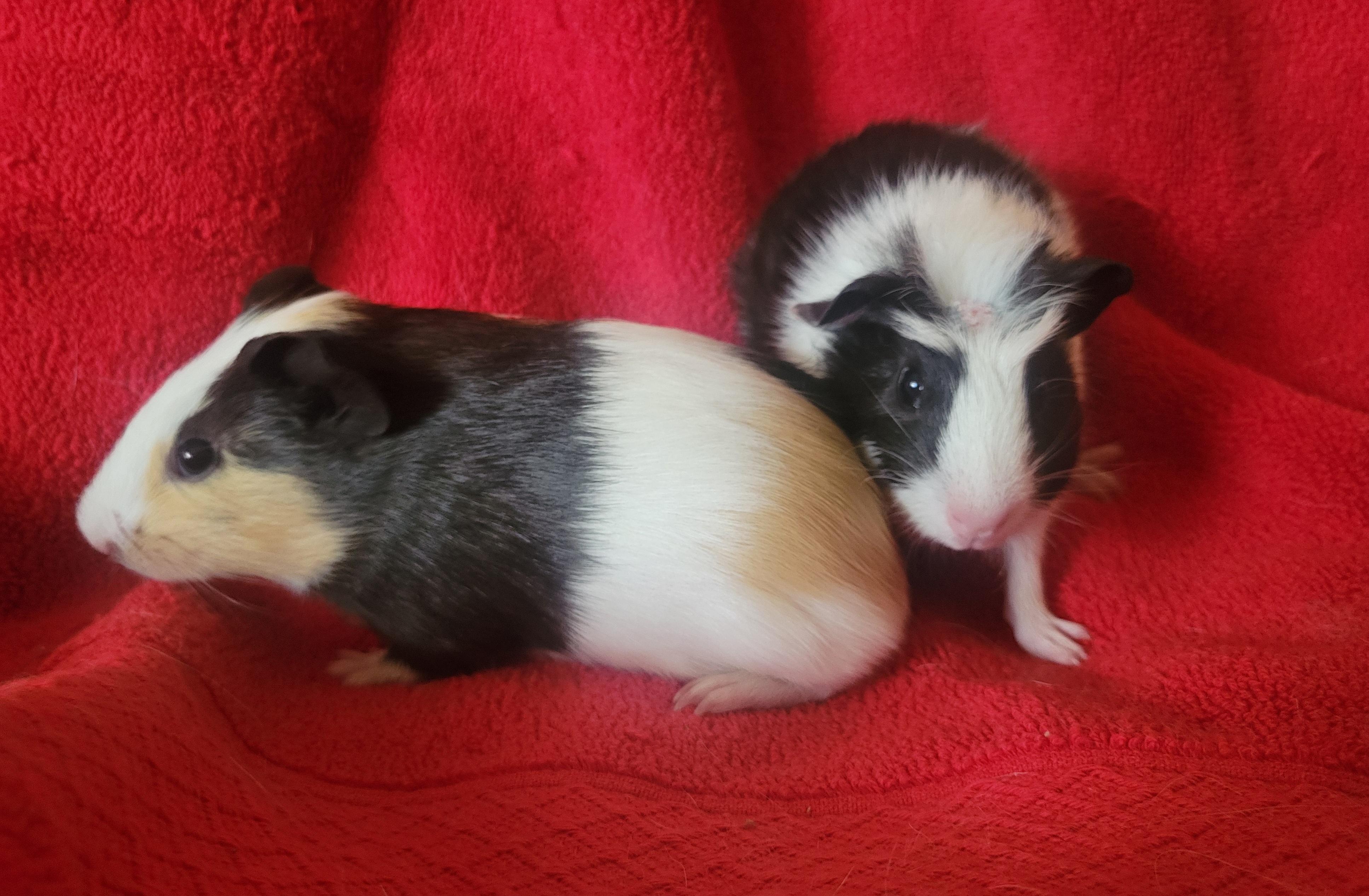 Enlarge Guinea pig baby boys, a Adopted Guinea Pig in Melbourne, FL image 4/6