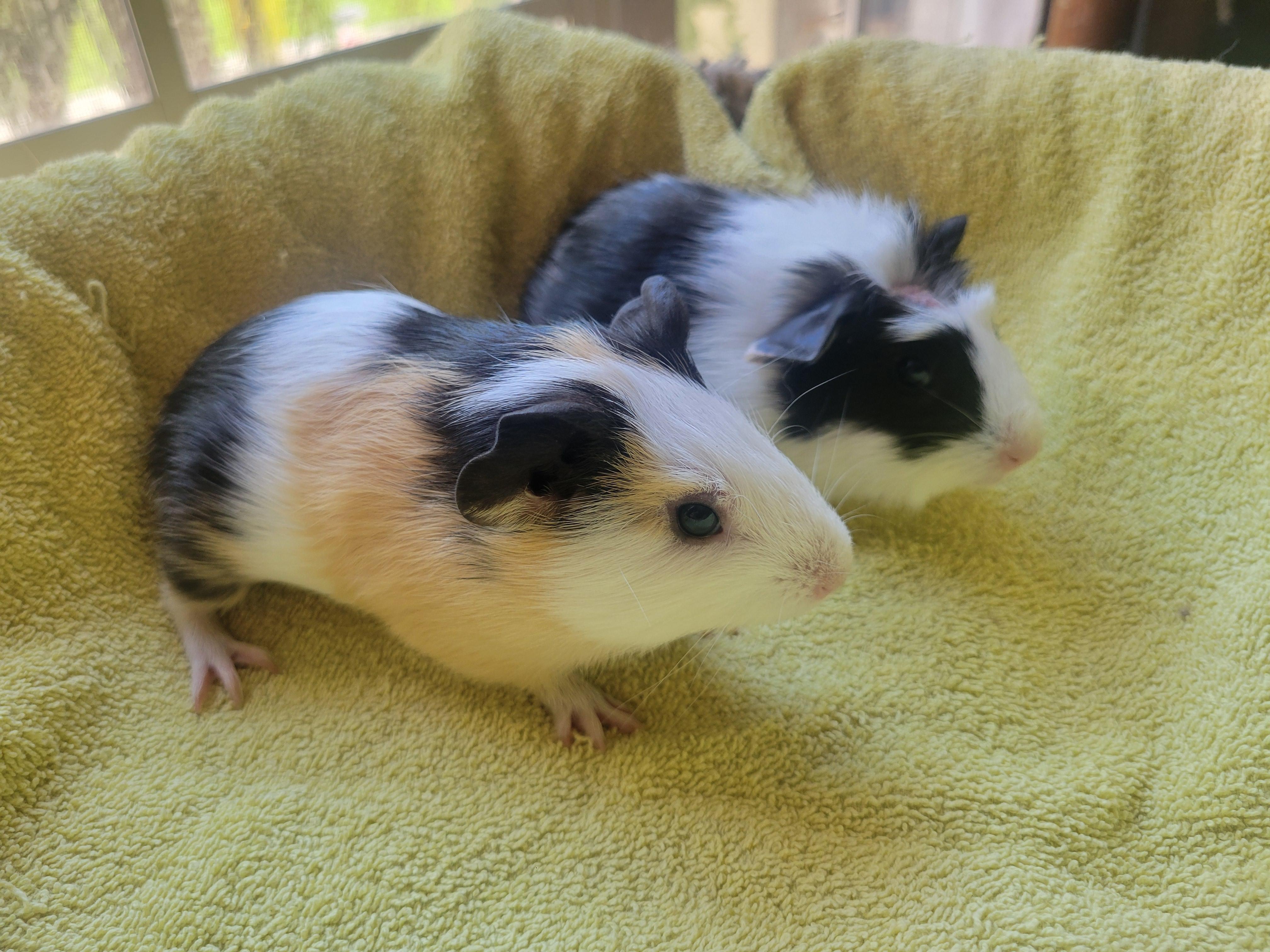 Enlarge Guinea pig baby boys, a Adopted Guinea Pig in Melbourne, FL image 6/6