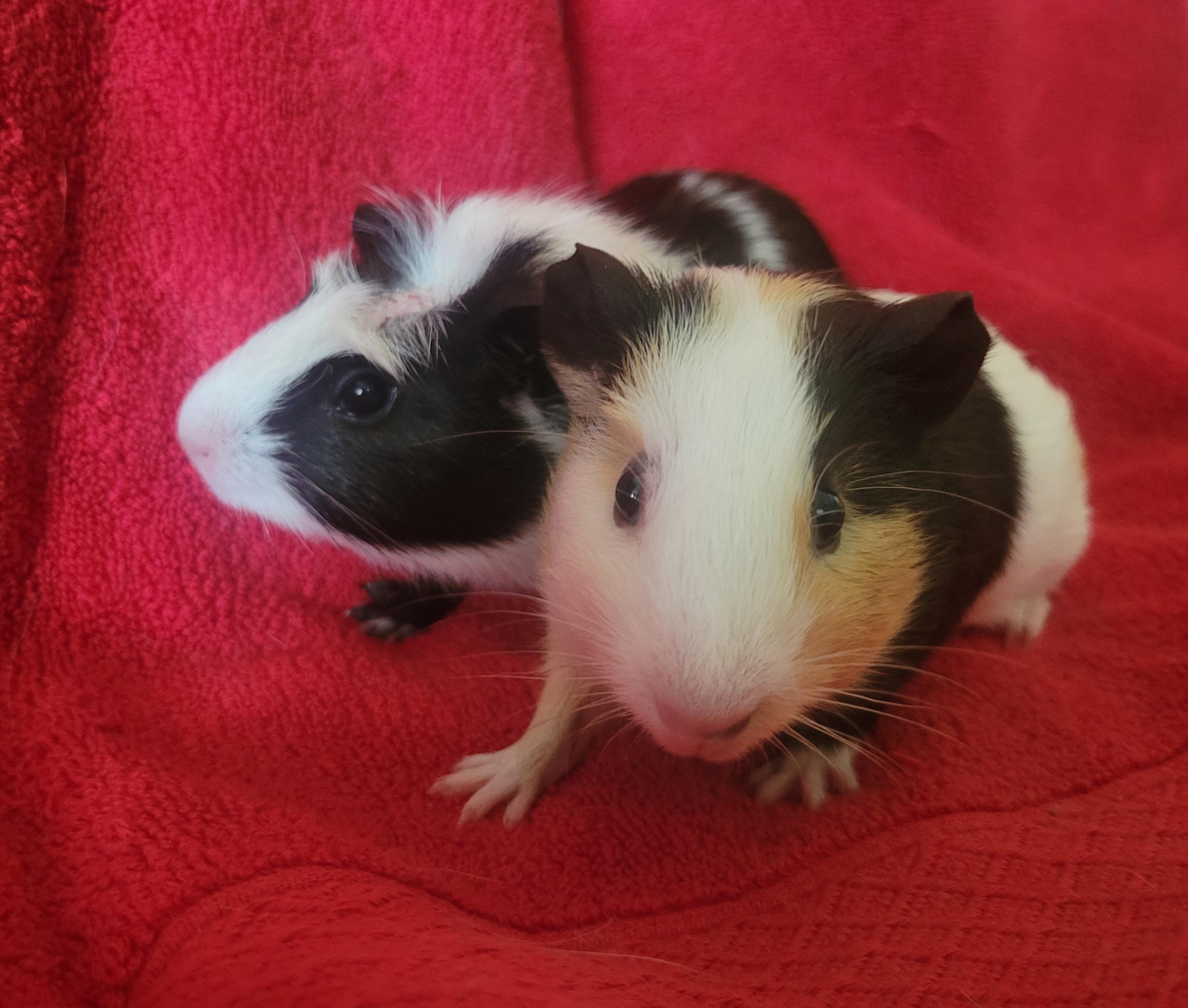 Enlarge Guinea pig baby boys, a Adopted Guinea Pig in Melbourne, FL image 3/6