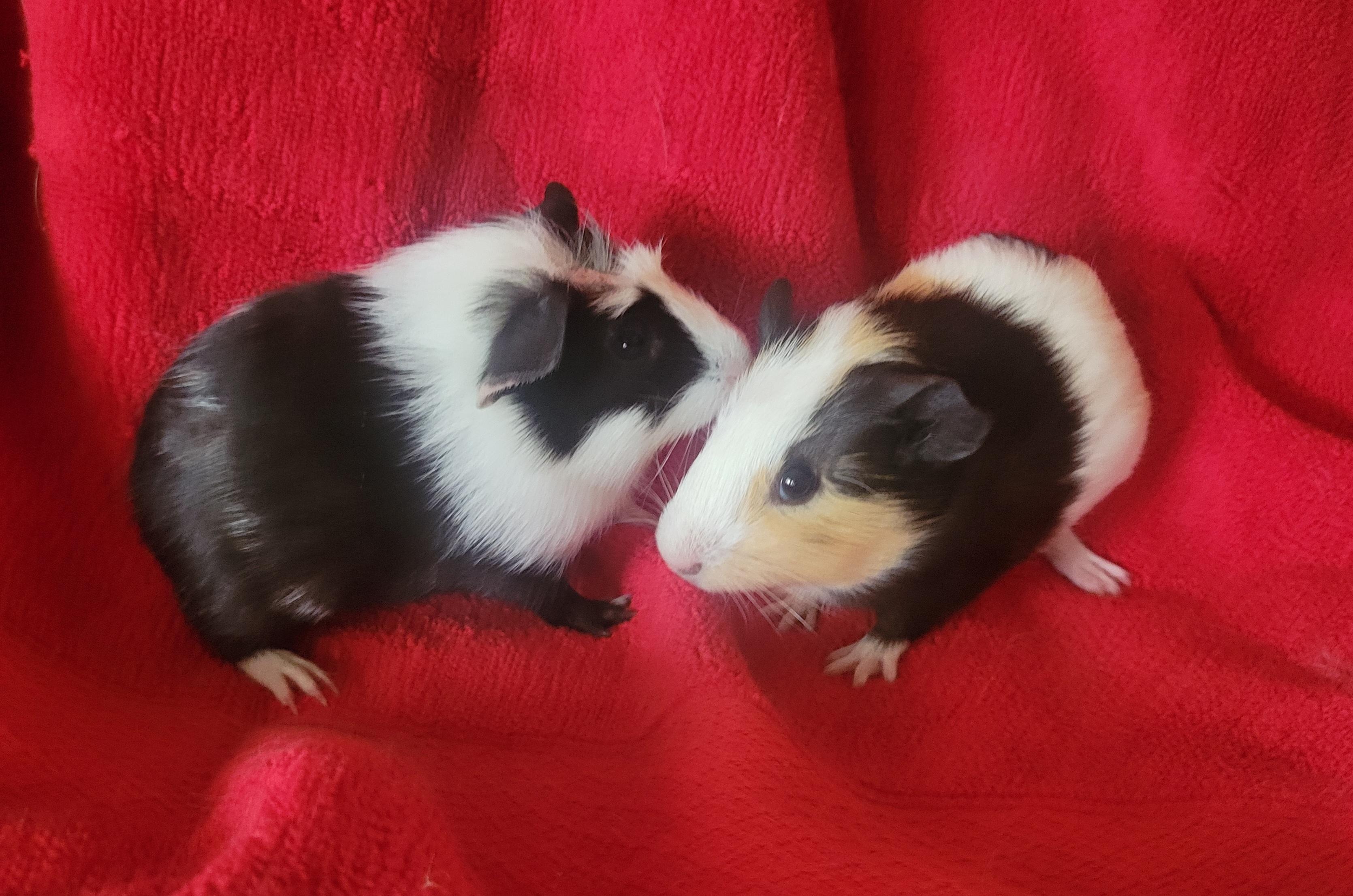 Guinea pig baby boys, Adopted, Baby Male Guinea Pig.