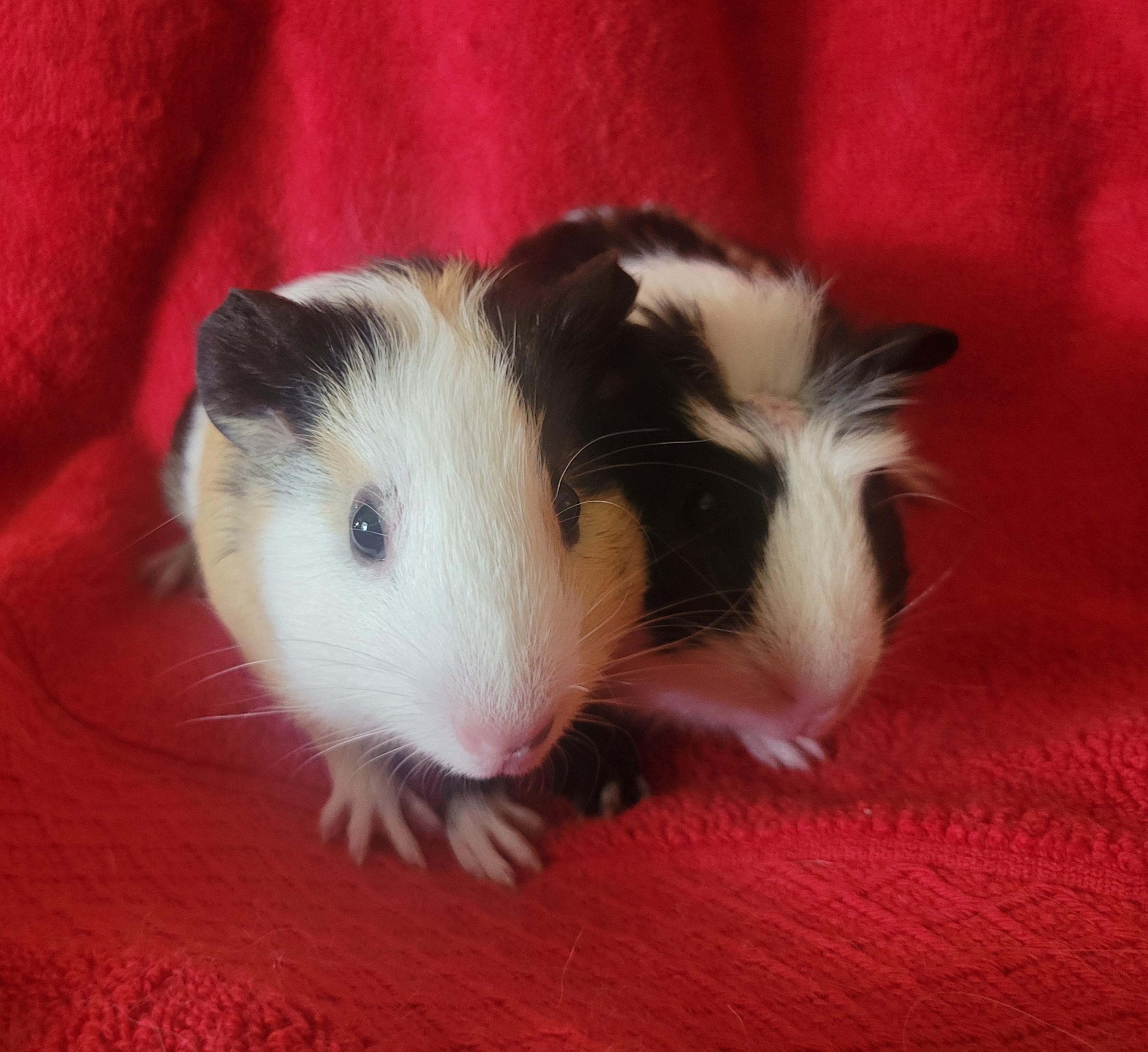 Enlarge Guinea pig baby boys, a Adopted Guinea Pig in Melbourne, FL image 1/6
