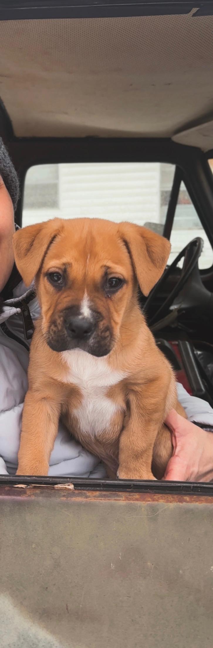 Teddy, adoptable, Puppy Male Beagle & Puggle.