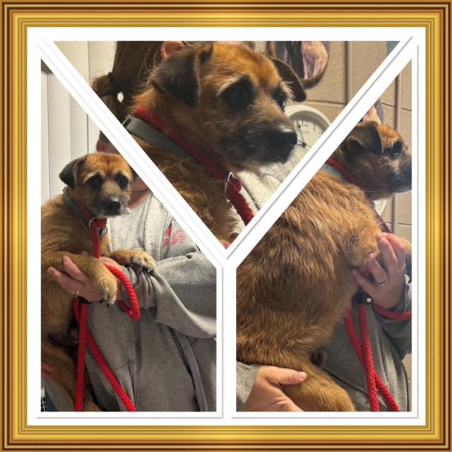 SCRAPPY, Adoptable, Adult Male Terrier.