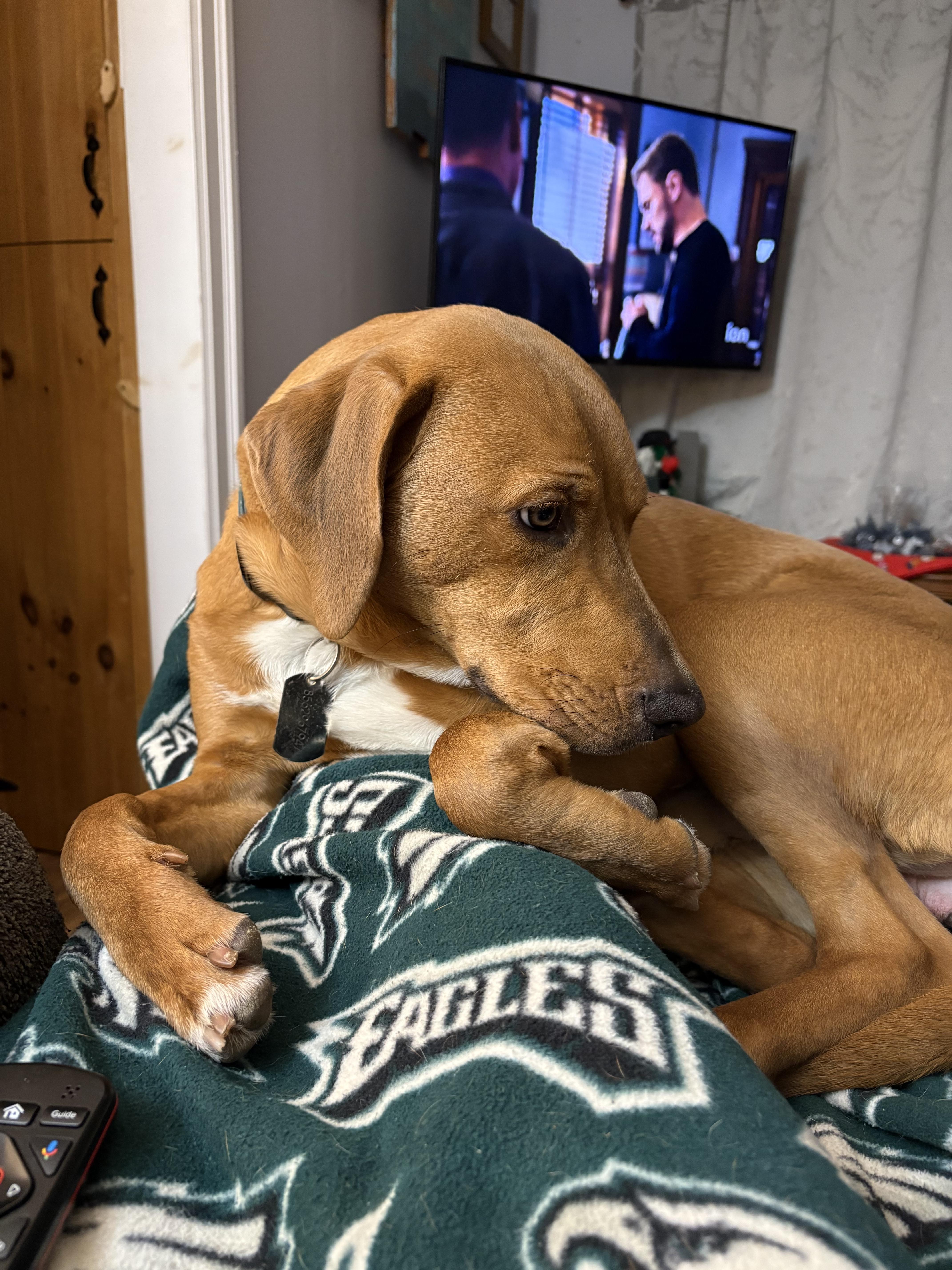 Enlarge Stitch, a Adopted mixed breed in Marlton, NJ image 2/4