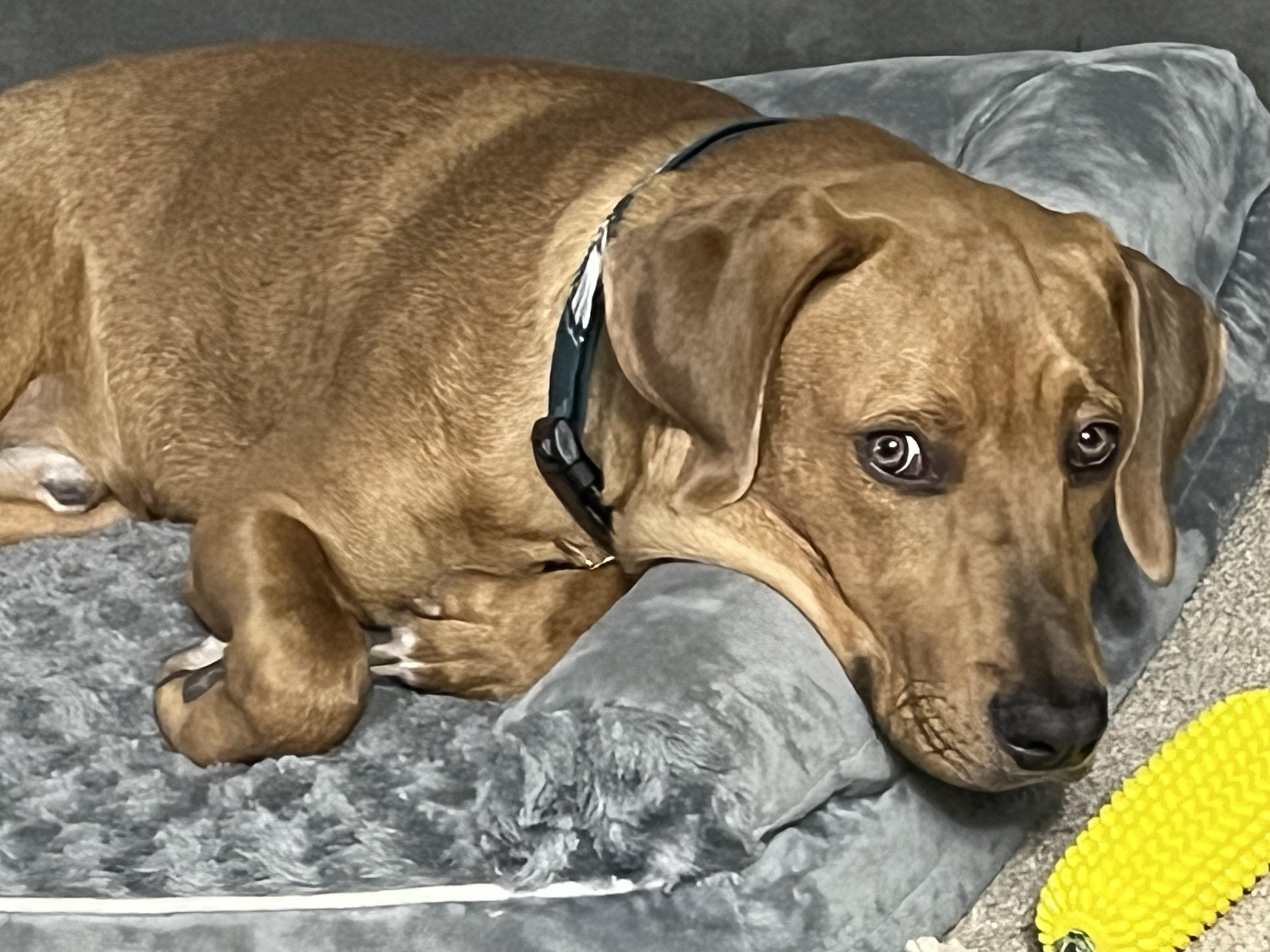Enlarge Stitch, a Adopted mixed breed in Marlton, NJ image 3/4