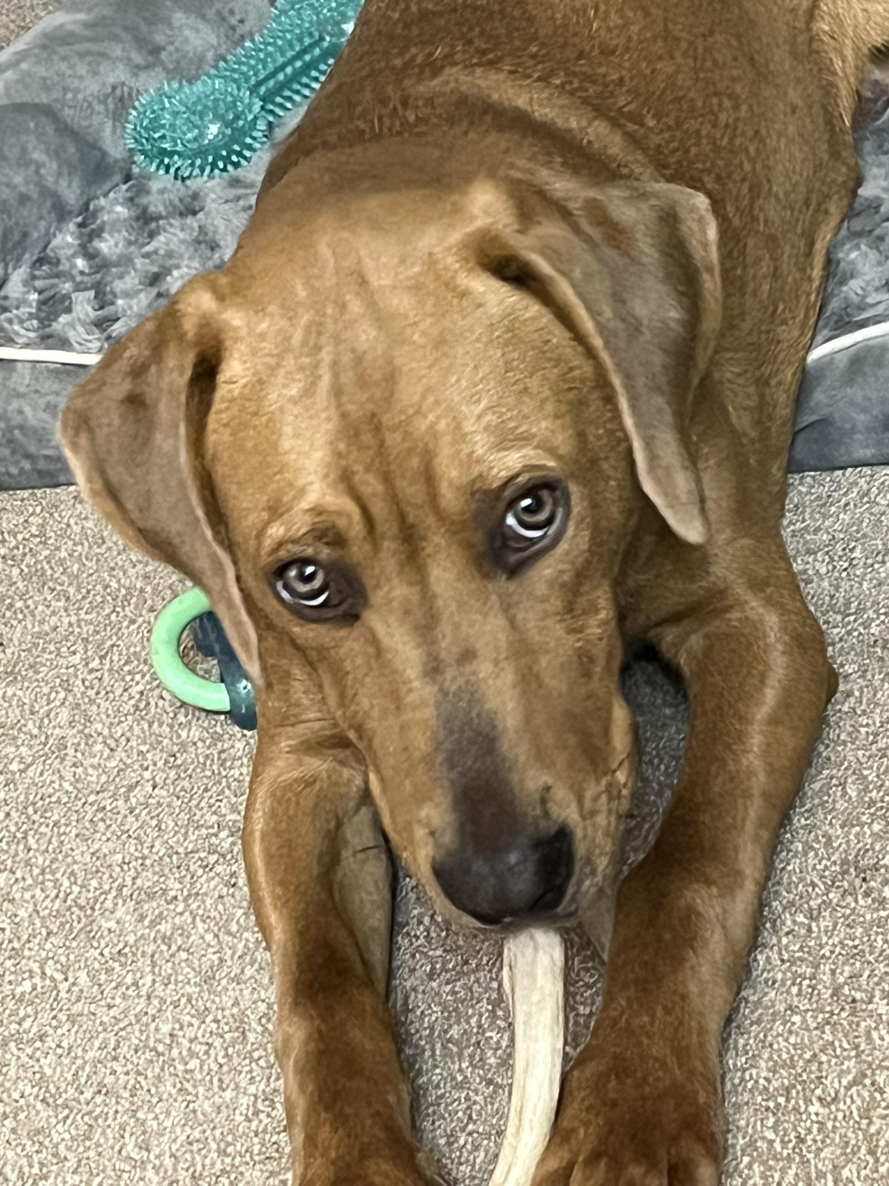 Enlarge Stitch, a Adopted mixed breed in Marlton, NJ image 4/4