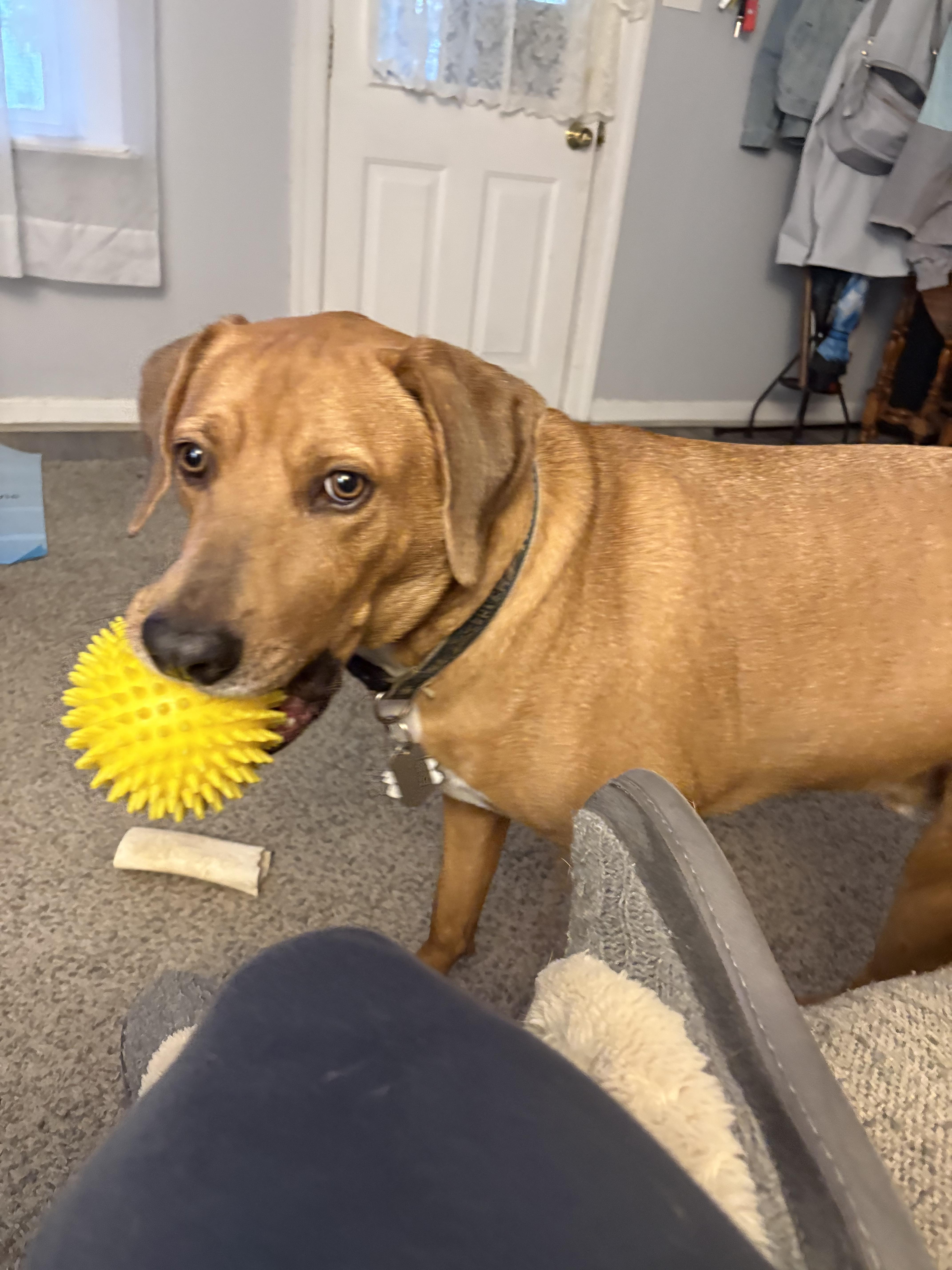 Stitch, Adoptable, Young Male Labrador Retriever & Hound.