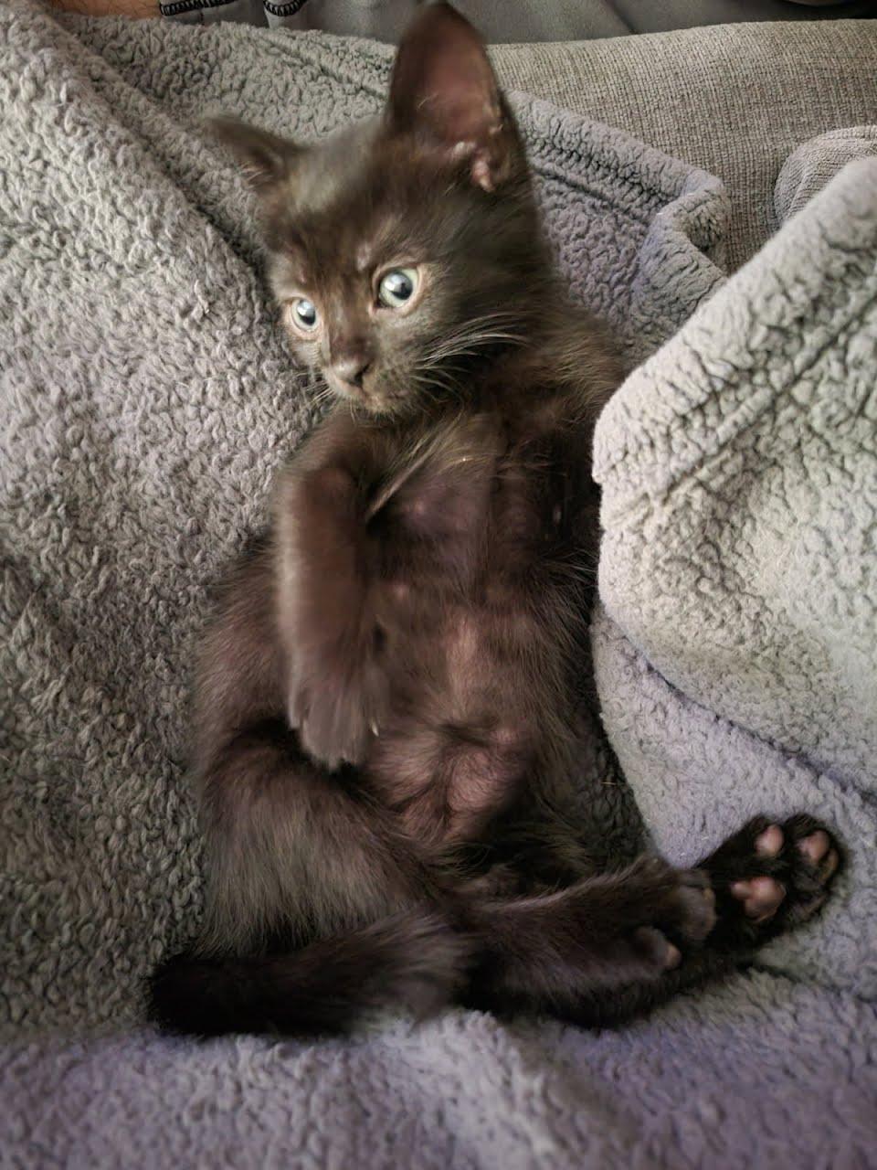 Bart, Adoptable, Kitten Male Domestic Short Hair.