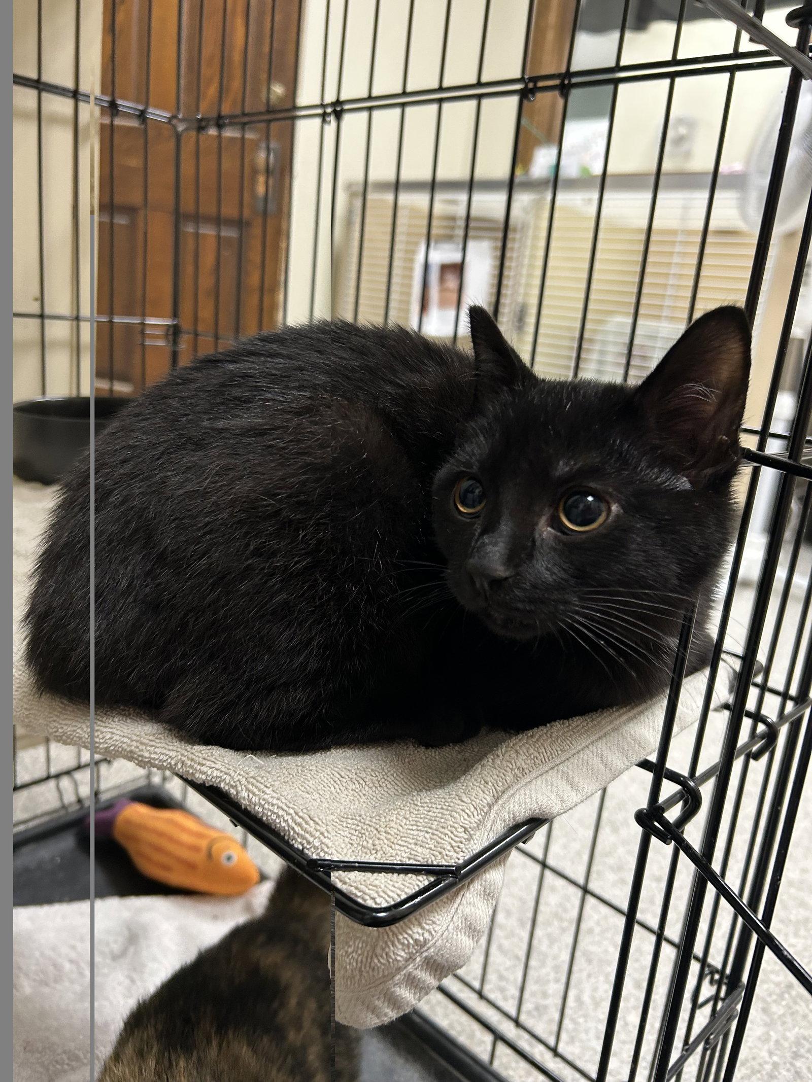 Enlarge Bart, a Adoptable Domestic Short Hair in Lancaster, PA image 2/2