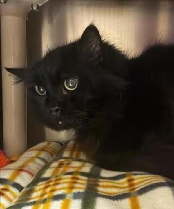 Cerbeus, Adoptable, Senior Male Domestic Long Hair.