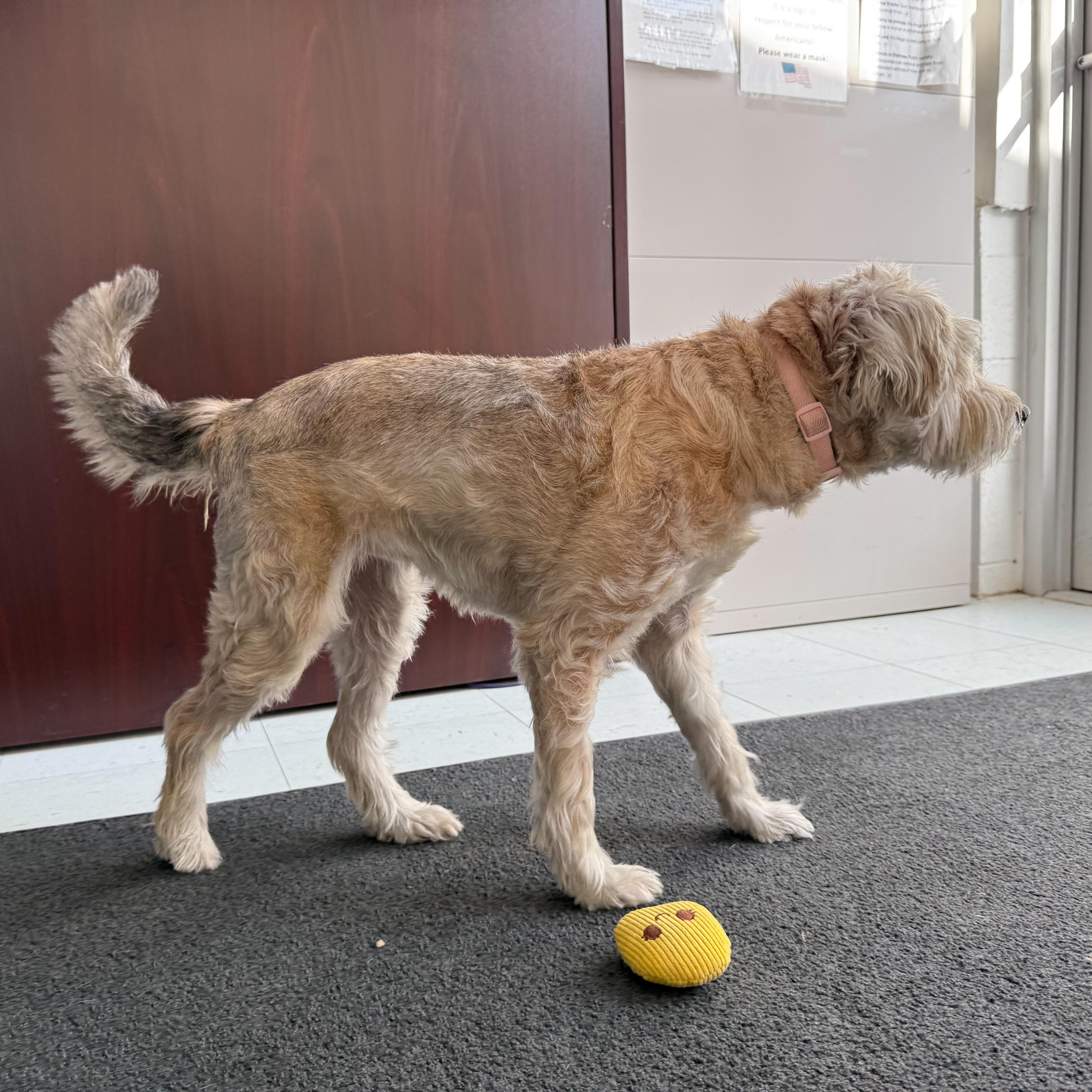 Enlarge Daisy 2, an adopted mixed breed in Latrobe, PA image 3/5