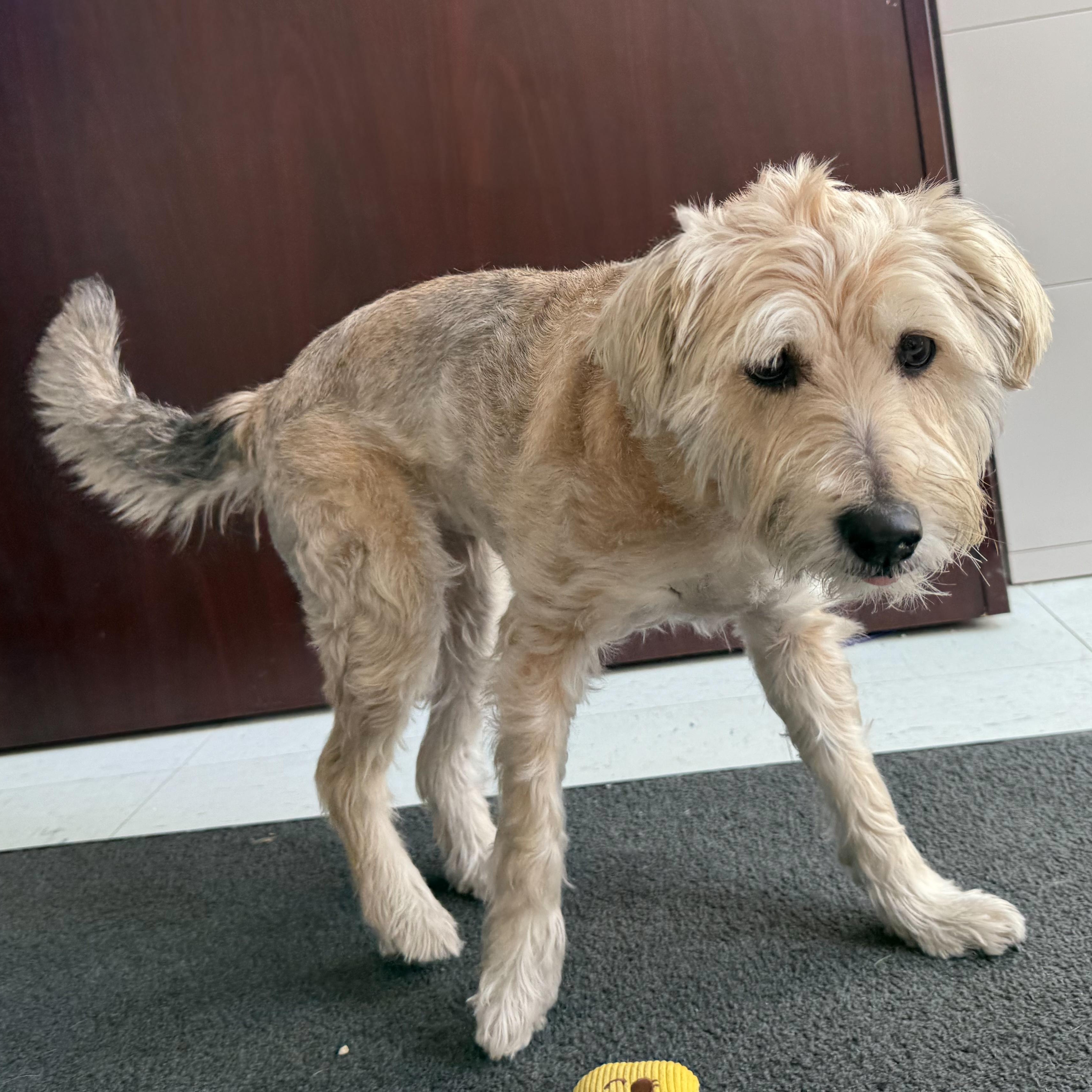 Enlarge Daisy 2, an adopted mixed breed in Latrobe, PA image 2/5