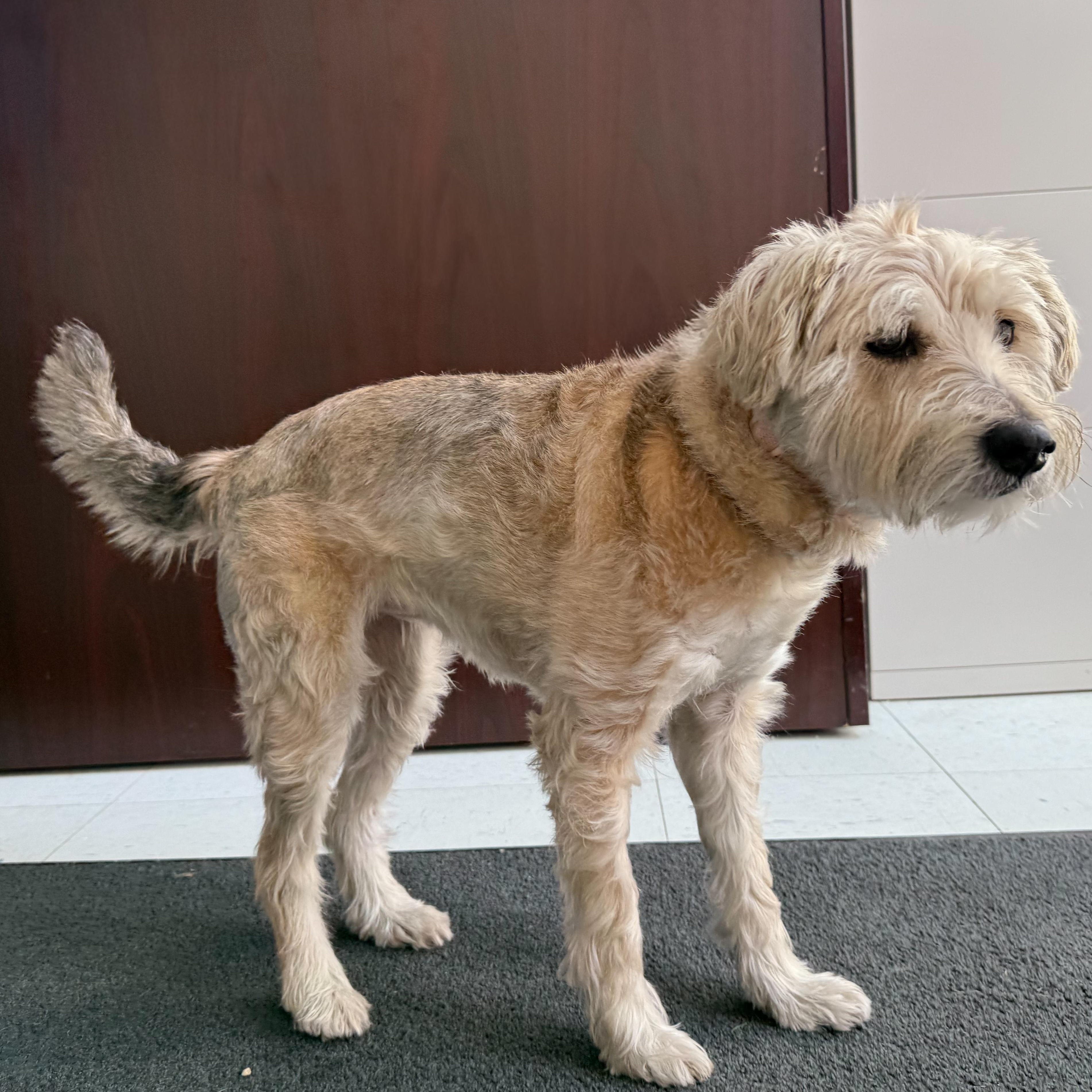 Enlarge Daisy 2, an adopted mixed breed in Latrobe, PA image 4/5