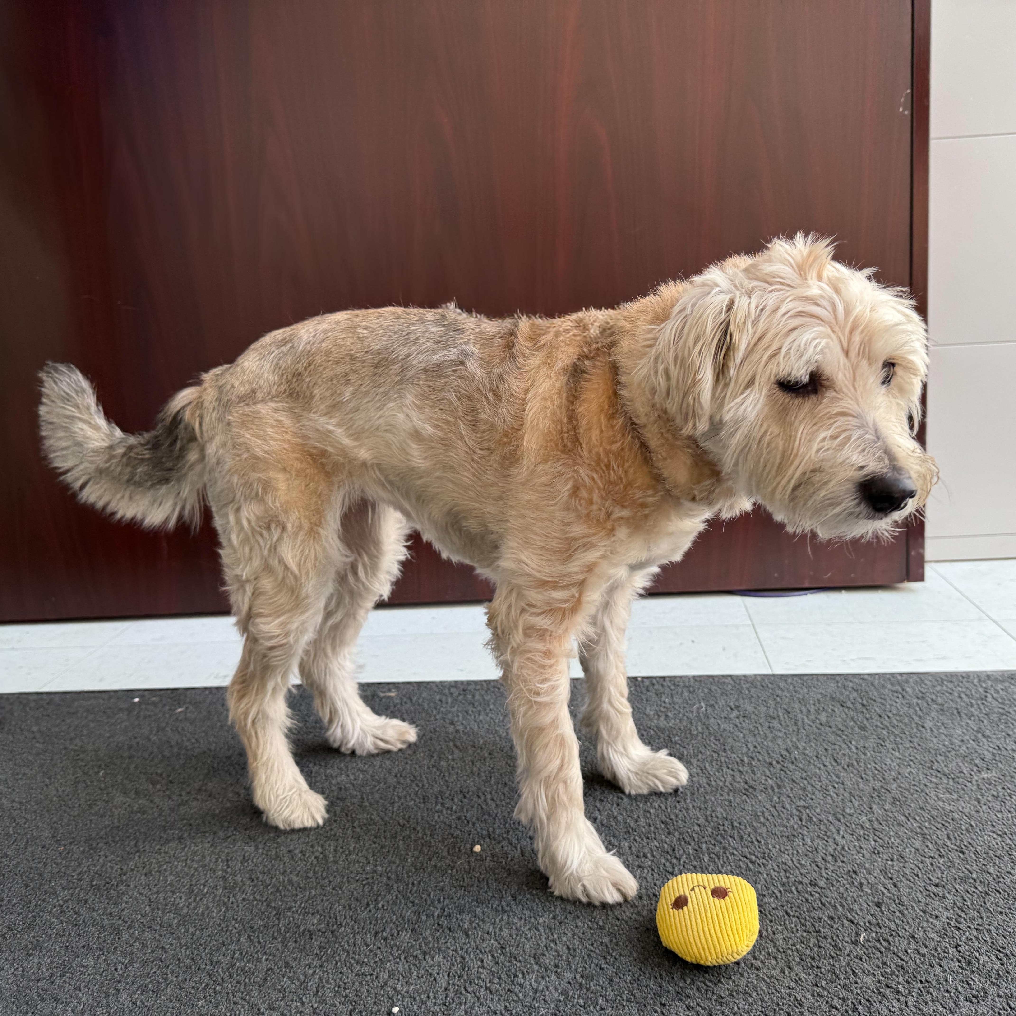 Enlarge Daisy 2, an adopted mixed breed in Latrobe, PA image 5/5