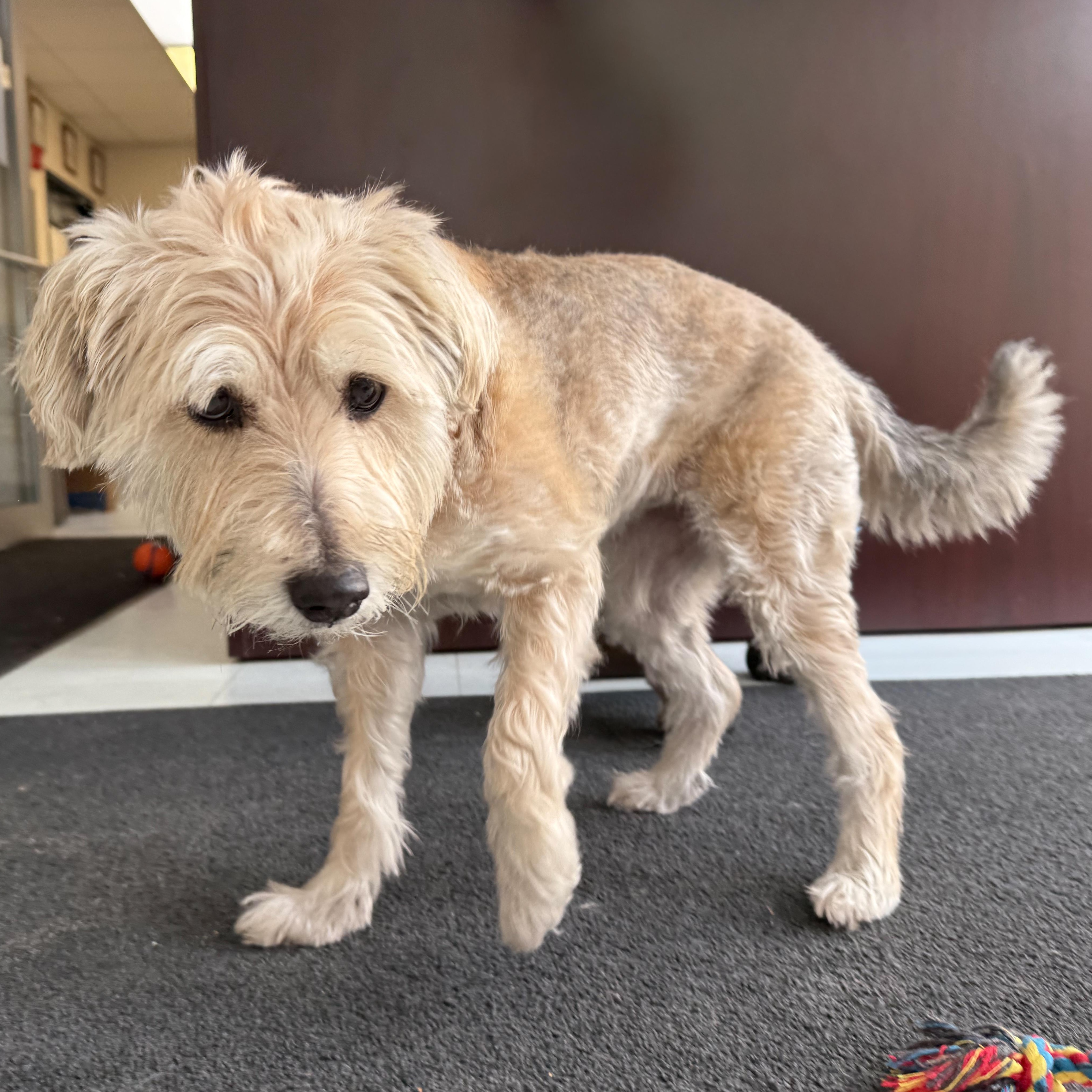 Daisy 2, adopted, Senior Female Wheaten Terrier.