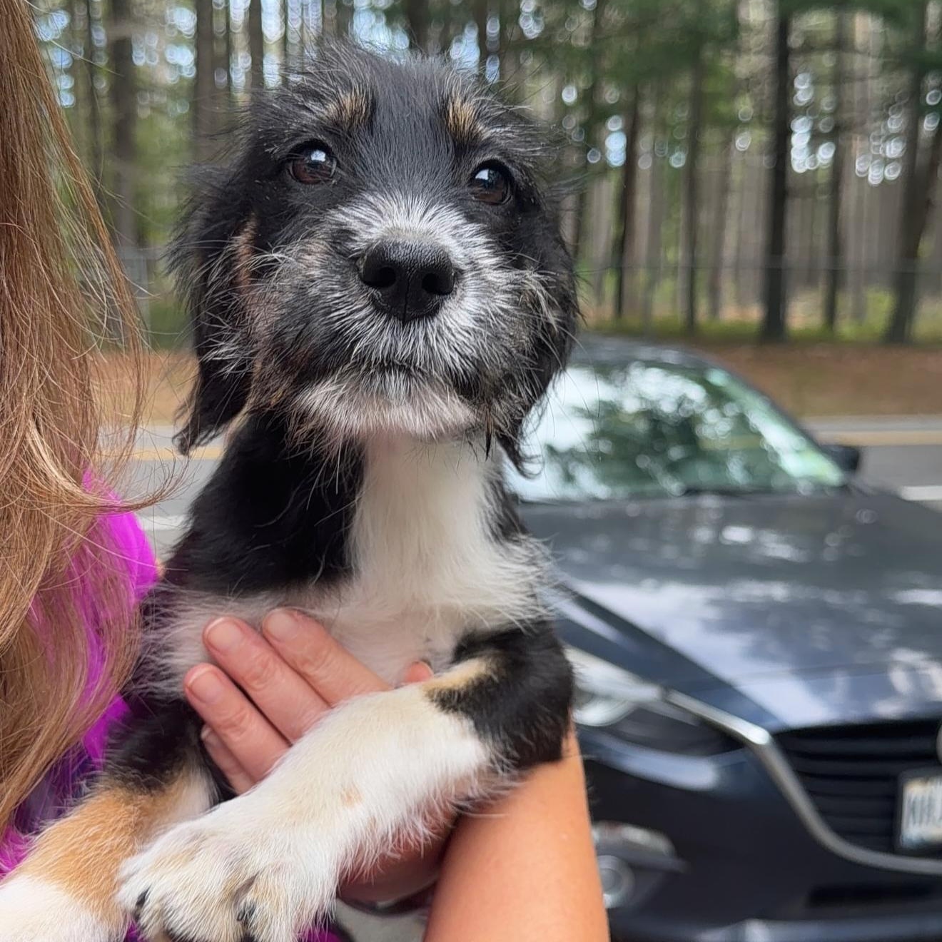 Enlarge Christie, a Adopted Mixed Breed in Yaphank, NY image 3/4