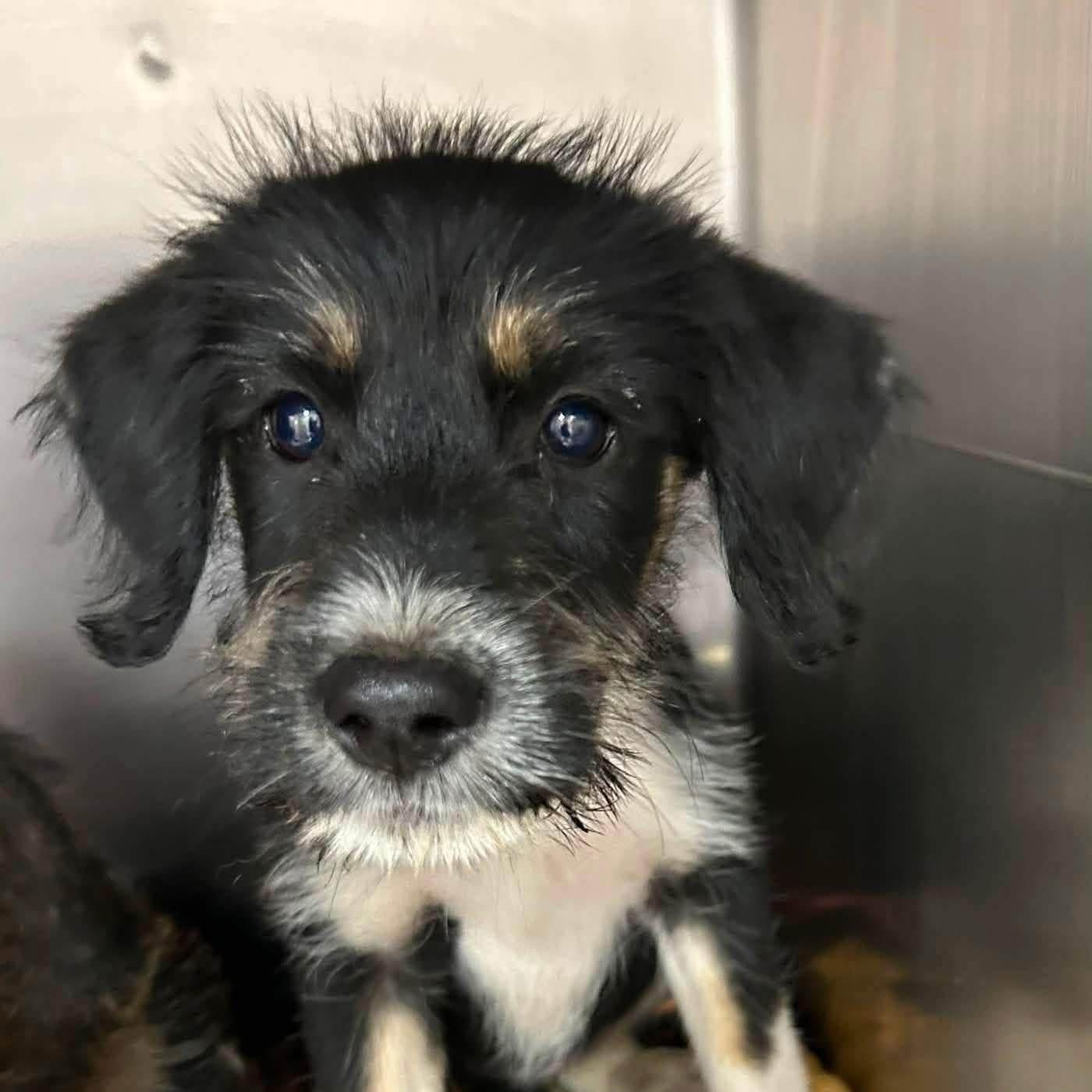 Enlarge Christie, a Adopted Mixed Breed in Yaphank, NY image 4/4