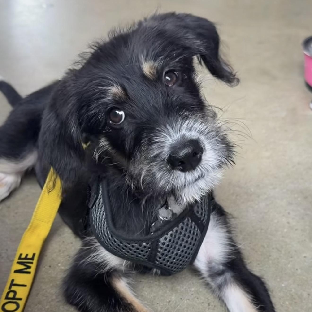 Christie, Adopted, Puppy Female Mixed Breed.