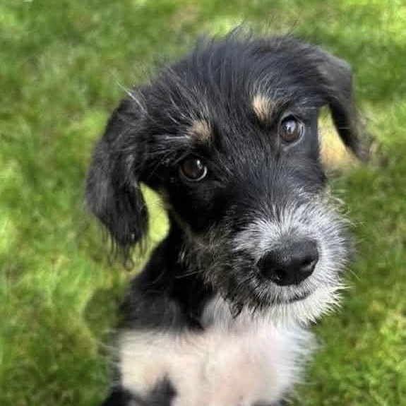 Enlarge Christie, a Adopted Mixed Breed in Yaphank, NY image 2/4
