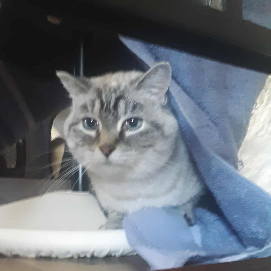 Martini, Adoptable, Adult Female Siamese & Domestic Short Hair.