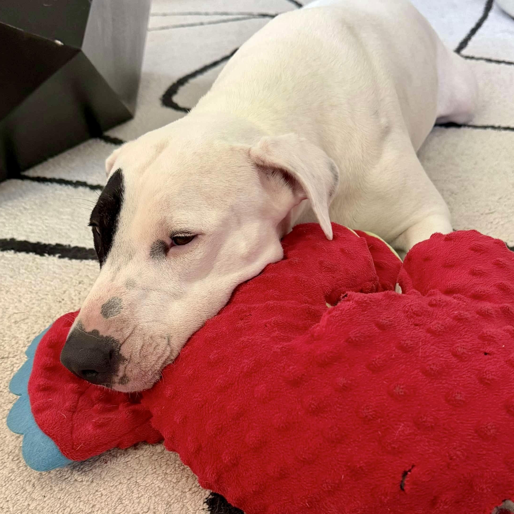 Patch, Adoptable, Young Female Pit Bull Terrier & Bull Terrier.