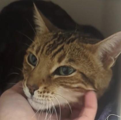 Persnickety, Adoptable, Adult Male Domestic Short Hair & Domestic Short Hair.