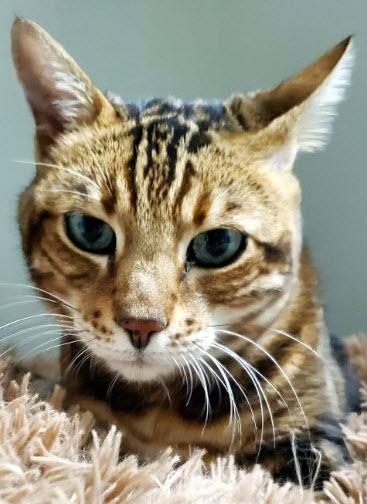 Enlarge Persnickety, a Adoptable mixed breed in Hudson, MA image 3/3