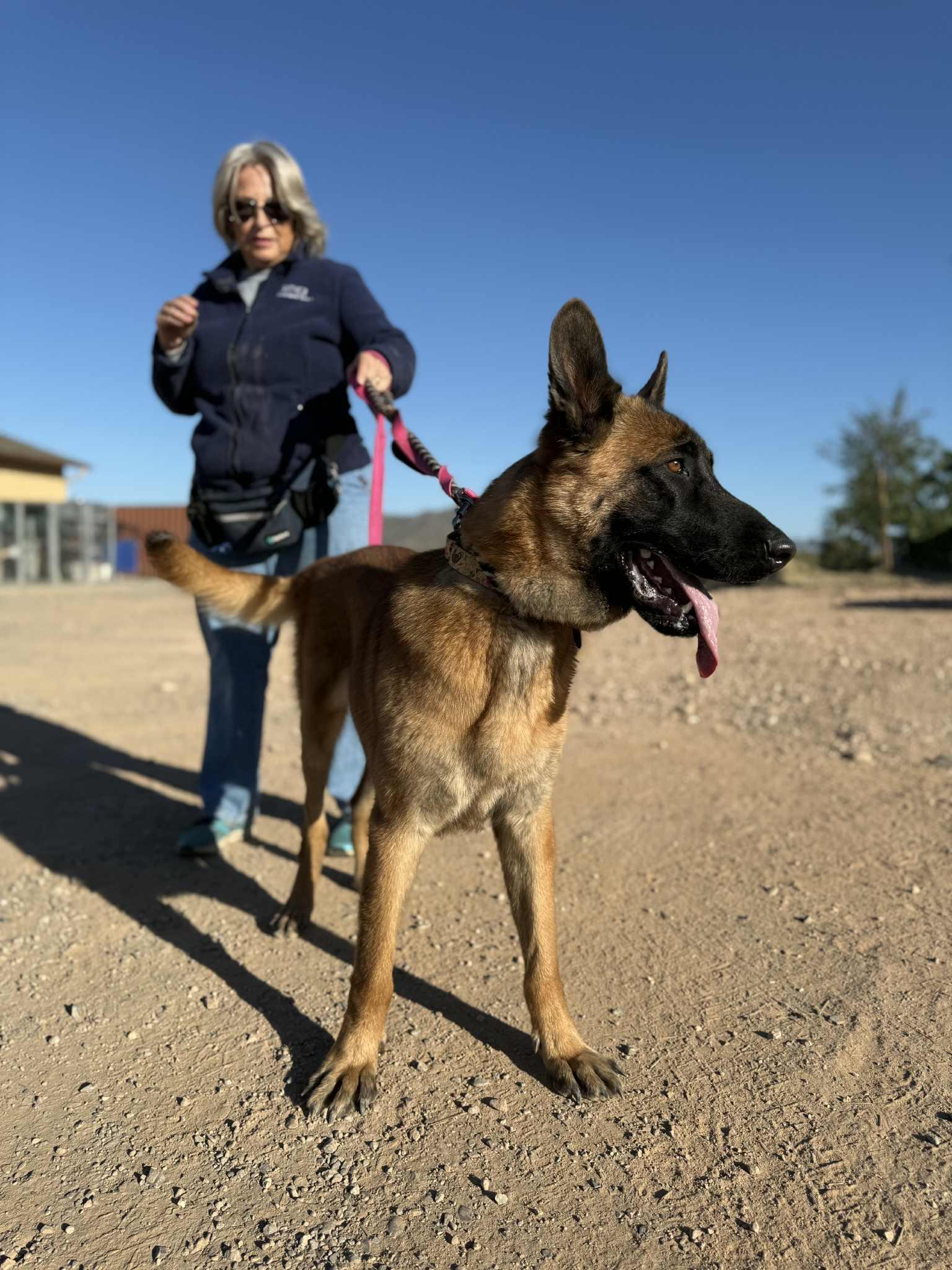 Enlarge Fletcher, a ADOPTABLE mixed breed in Glendale, AZ image 5/6