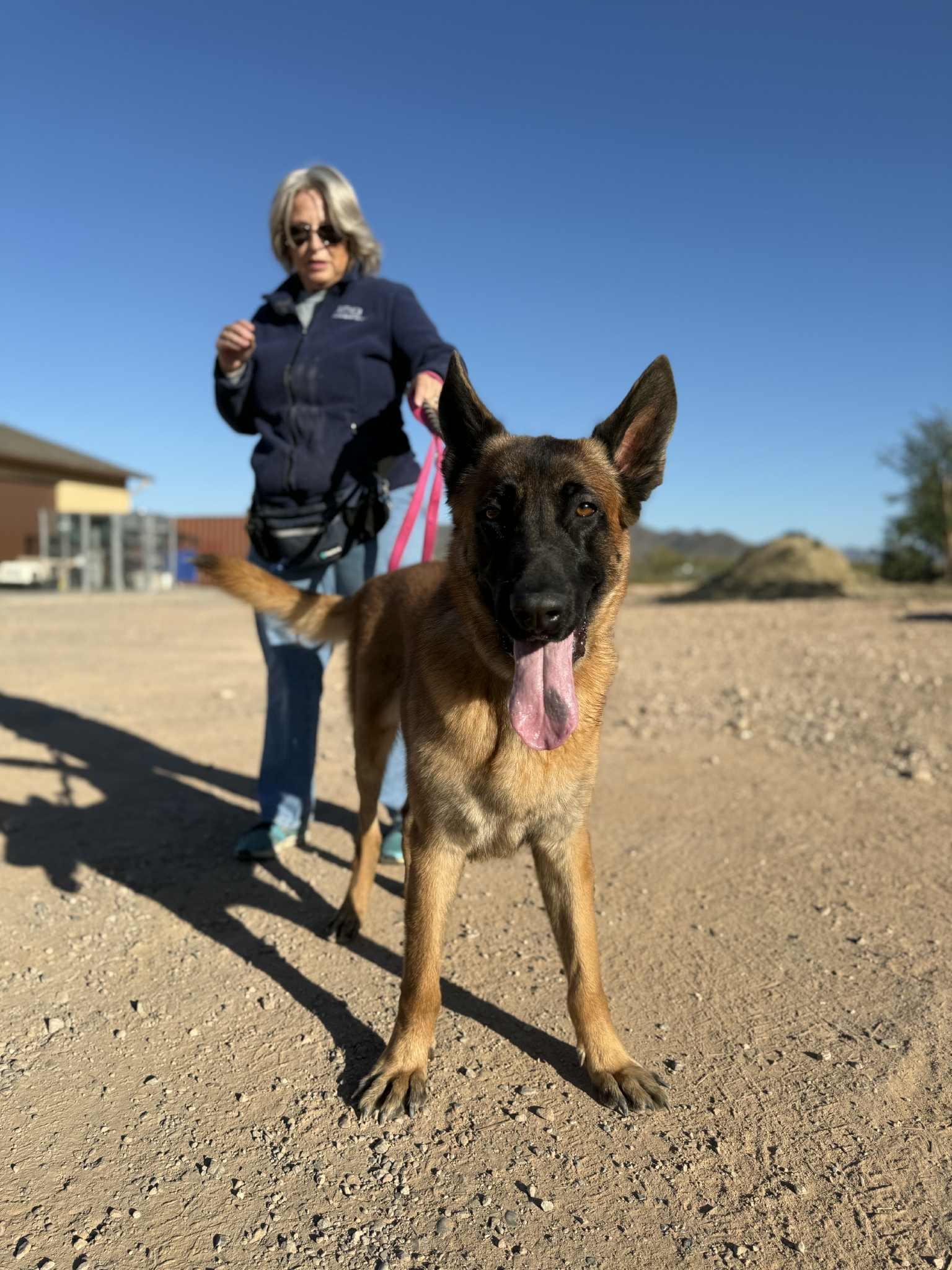 Fletcher, ADOPTABLE, Young Male Belgian Shepherd / Malinois & German Shepherd Dog.