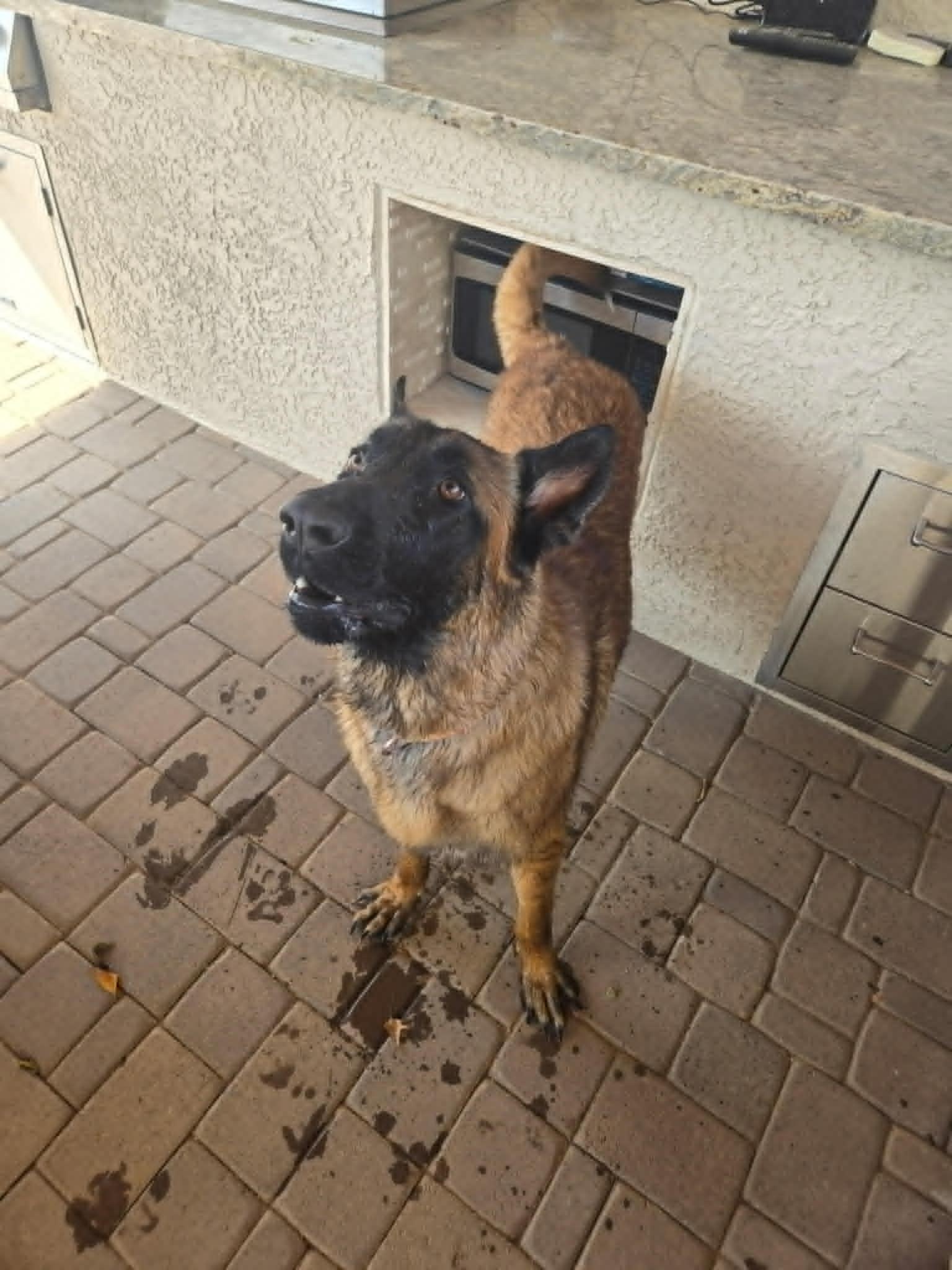 Enlarge Fletcher, a ADOPTABLE mixed breed in Glendale, AZ image 2/6