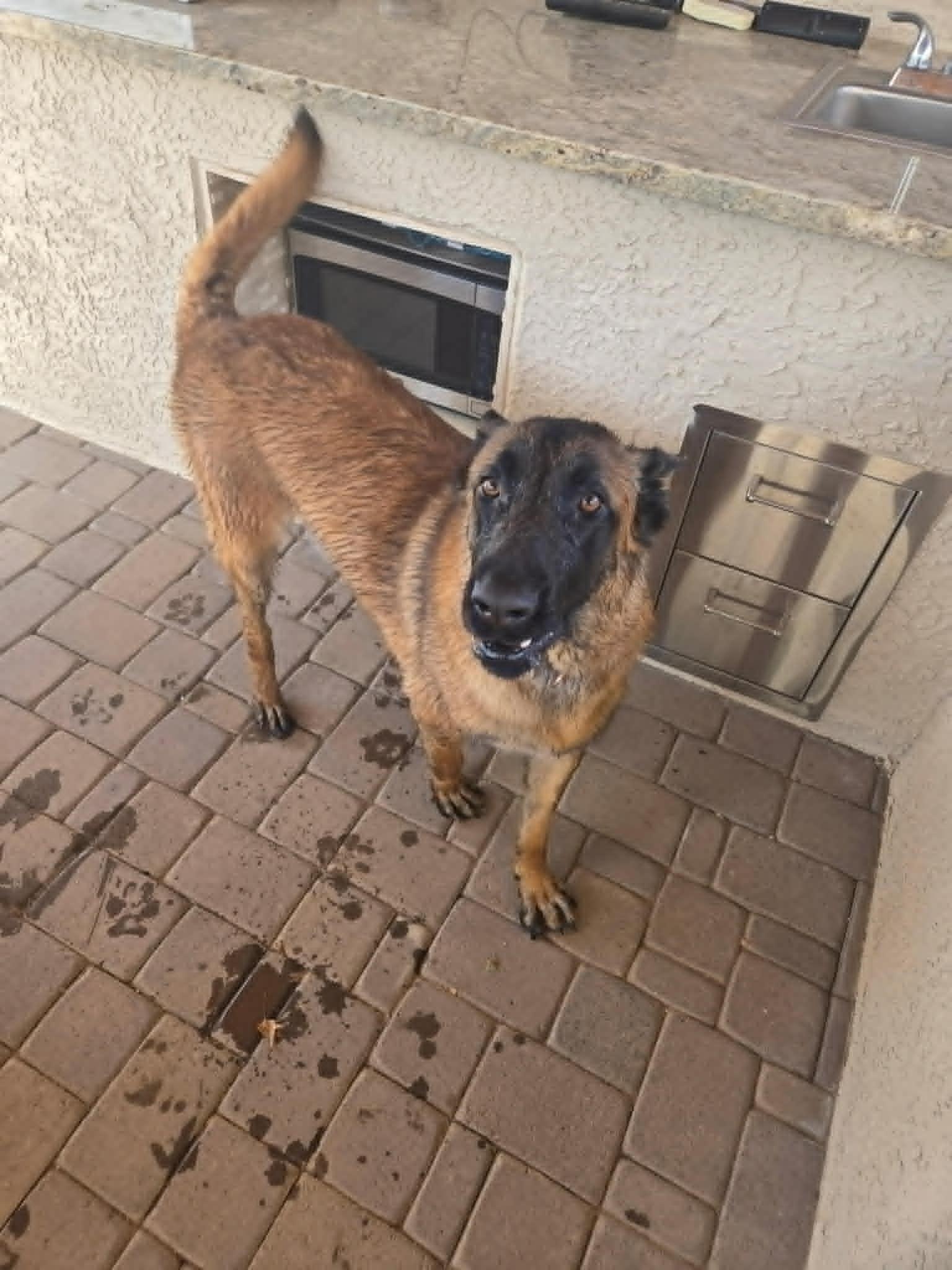 Enlarge Fletcher, a ADOPTABLE mixed breed in Glendale, AZ image 6/6