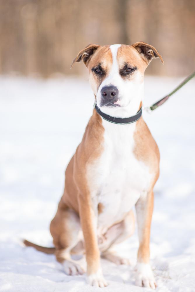 Rocky, Adoptable, Adult Male Staffordshire Bull Terrier.