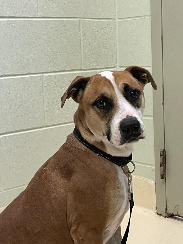 Enlarge Rocky, a Adoptable mixed breed in Kalamazoo, MI image 1/3