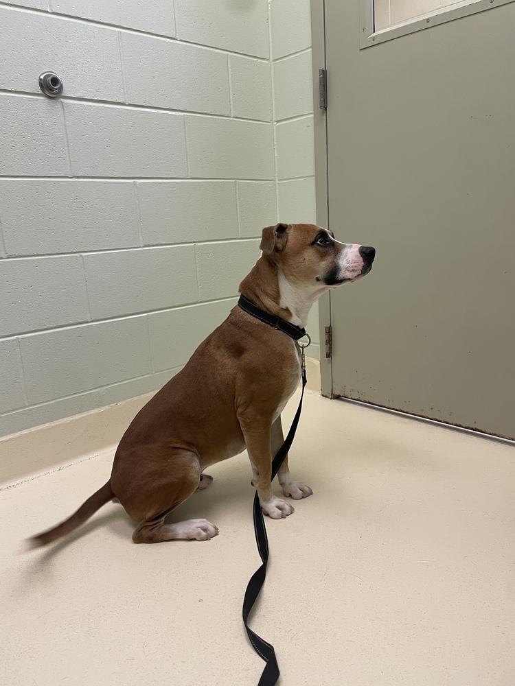 Enlarge Rocky, a Adoptable mixed breed in Kalamazoo, MI image 2/3