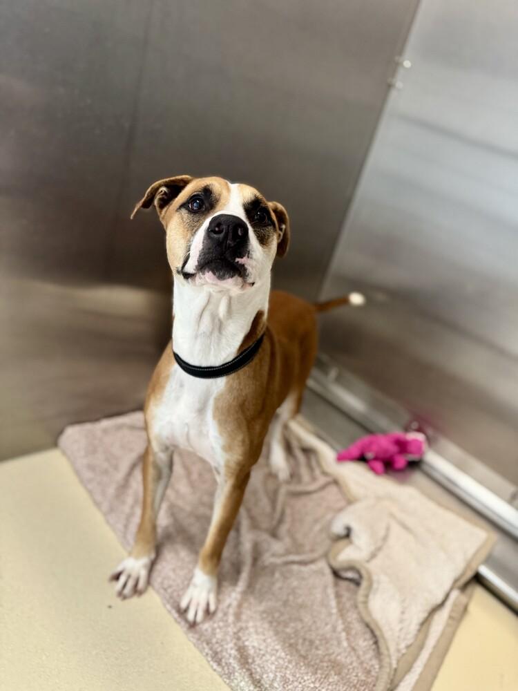 Enlarge Rocky, a Adoptable mixed breed in Kalamazoo, MI image 3/3