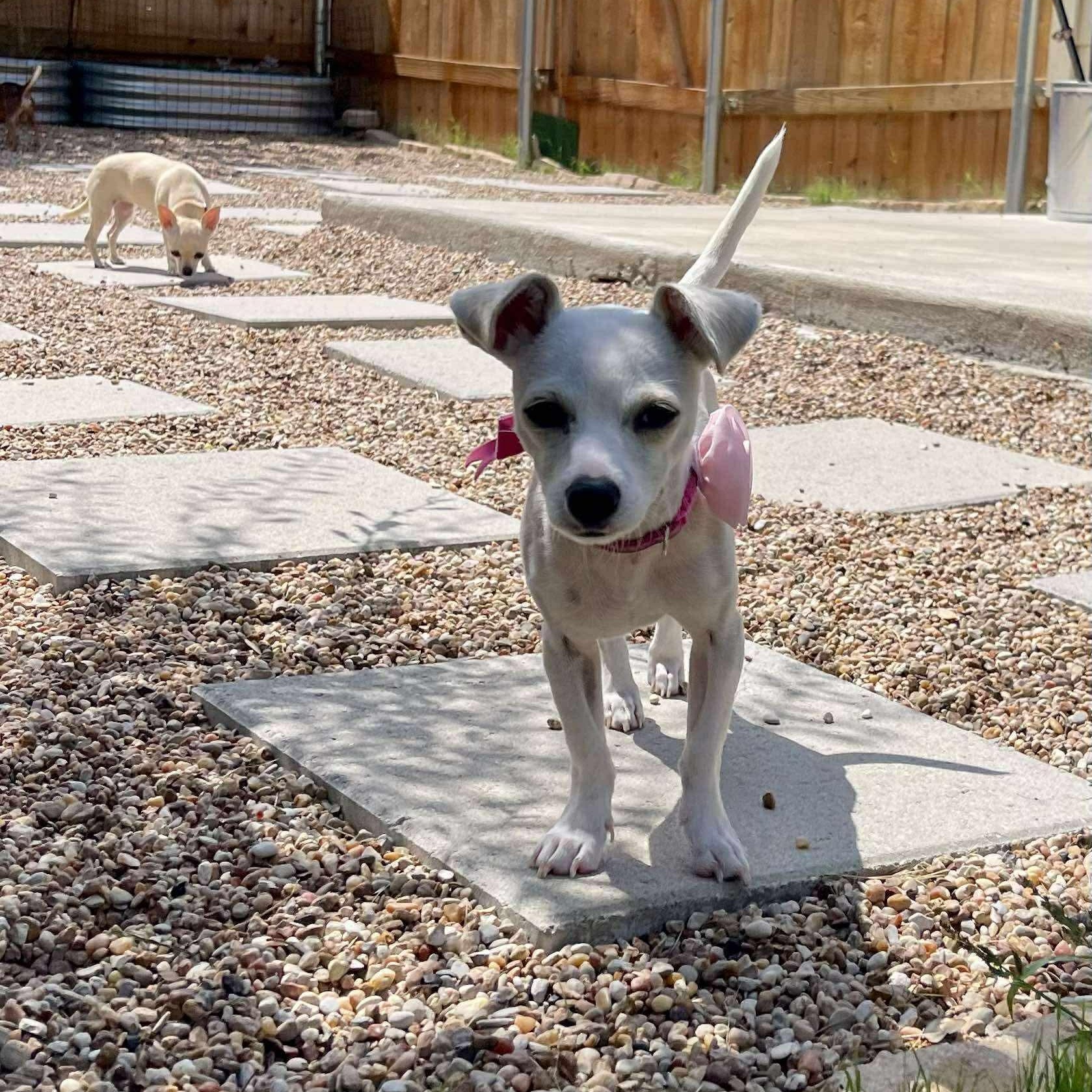 Pebbles thumbnail 6