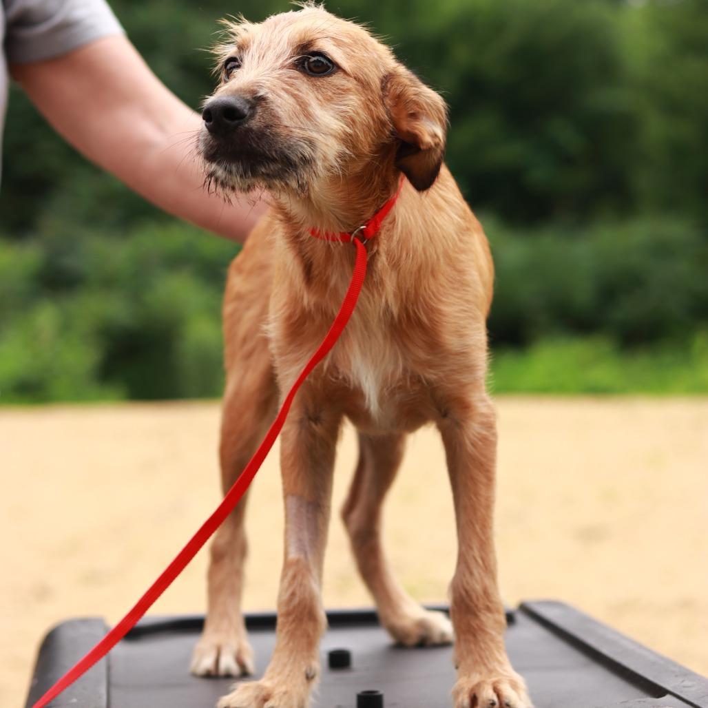 Enlarge CT Reese, a Adoptable mixed breed in Stormville, NY image 2/4