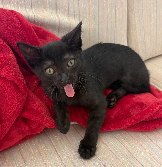 Enlarge Kitten Nora, a Adopted Domestic Short Hair in Seal Beach, CA image 1/3