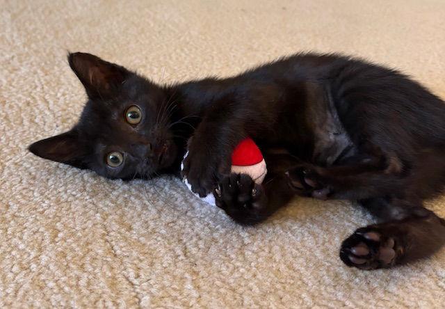 Enlarge Kitten Nora, a Adopted Domestic Short Hair in Seal Beach, CA image 2/3