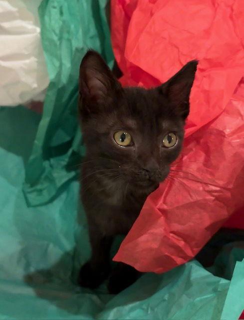 Enlarge Kitten Nora, a Adopted Domestic Short Hair in Seal Beach, CA image 3/3